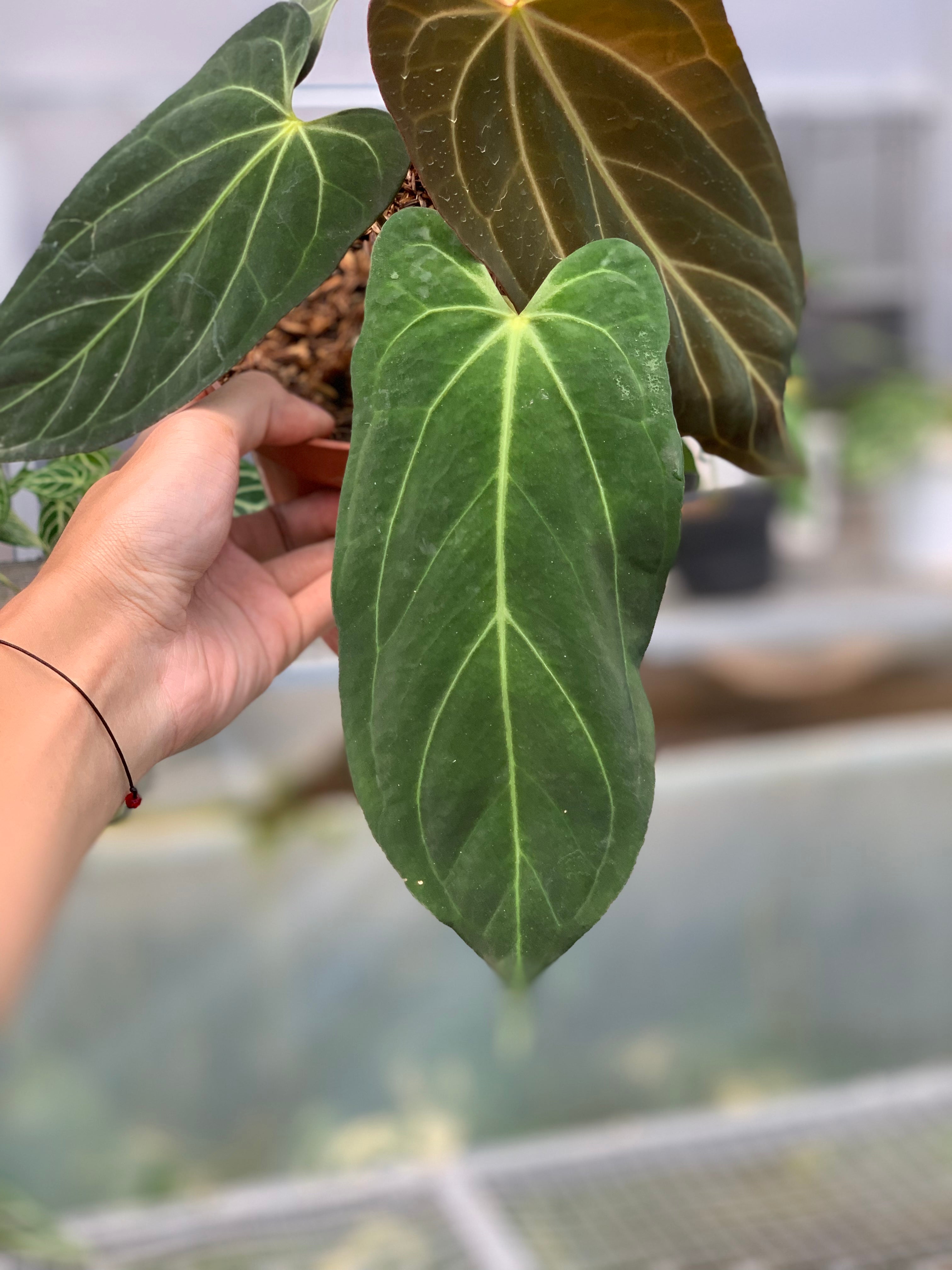 RP7-5 Anthurium Papilillaminum Fortsherman Narrow