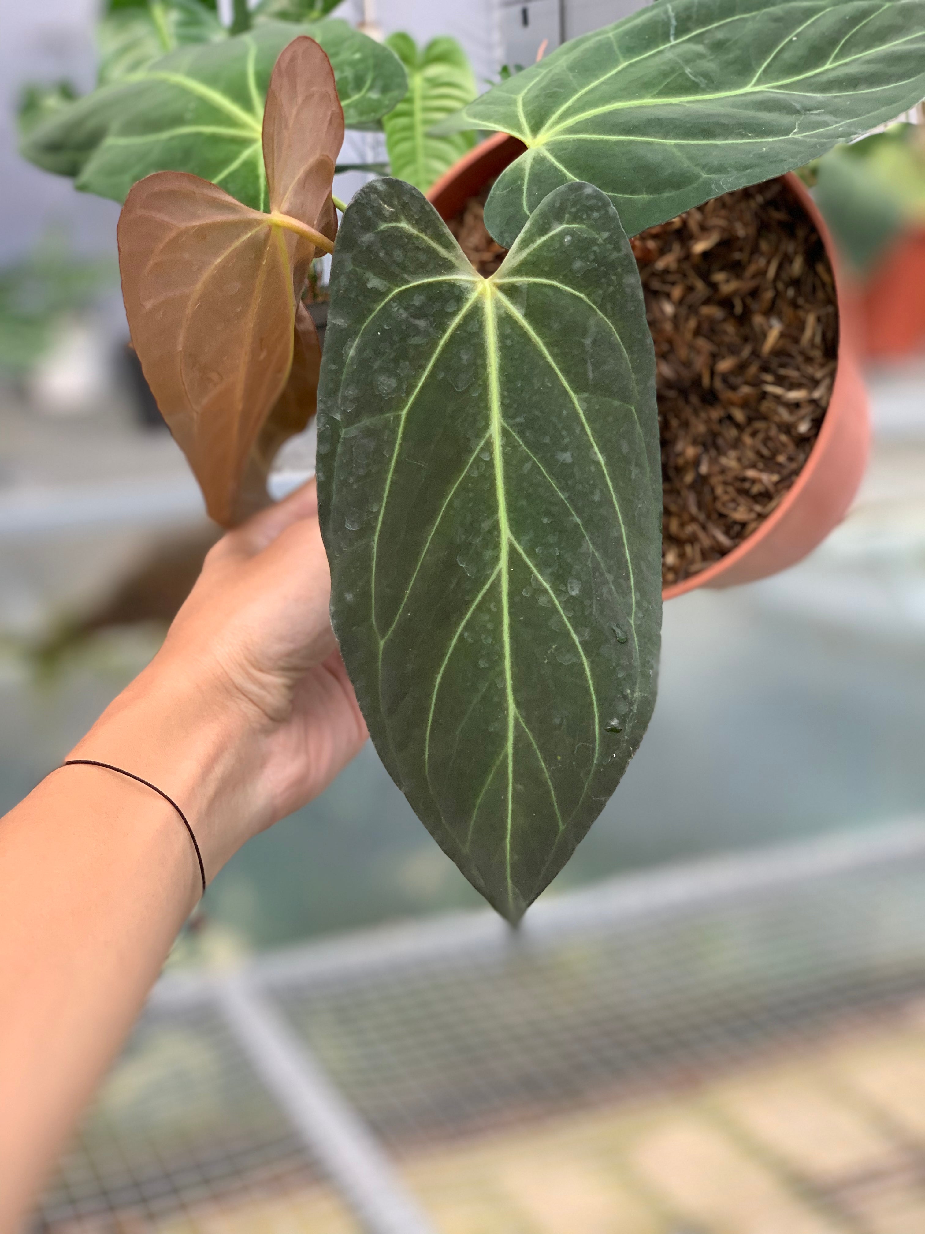 RP7-5 Anthurium Papilillaminum Fortsherman Narrow