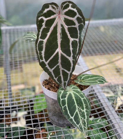 RP8-5 Anthurium Zara Michelle x Black Venom