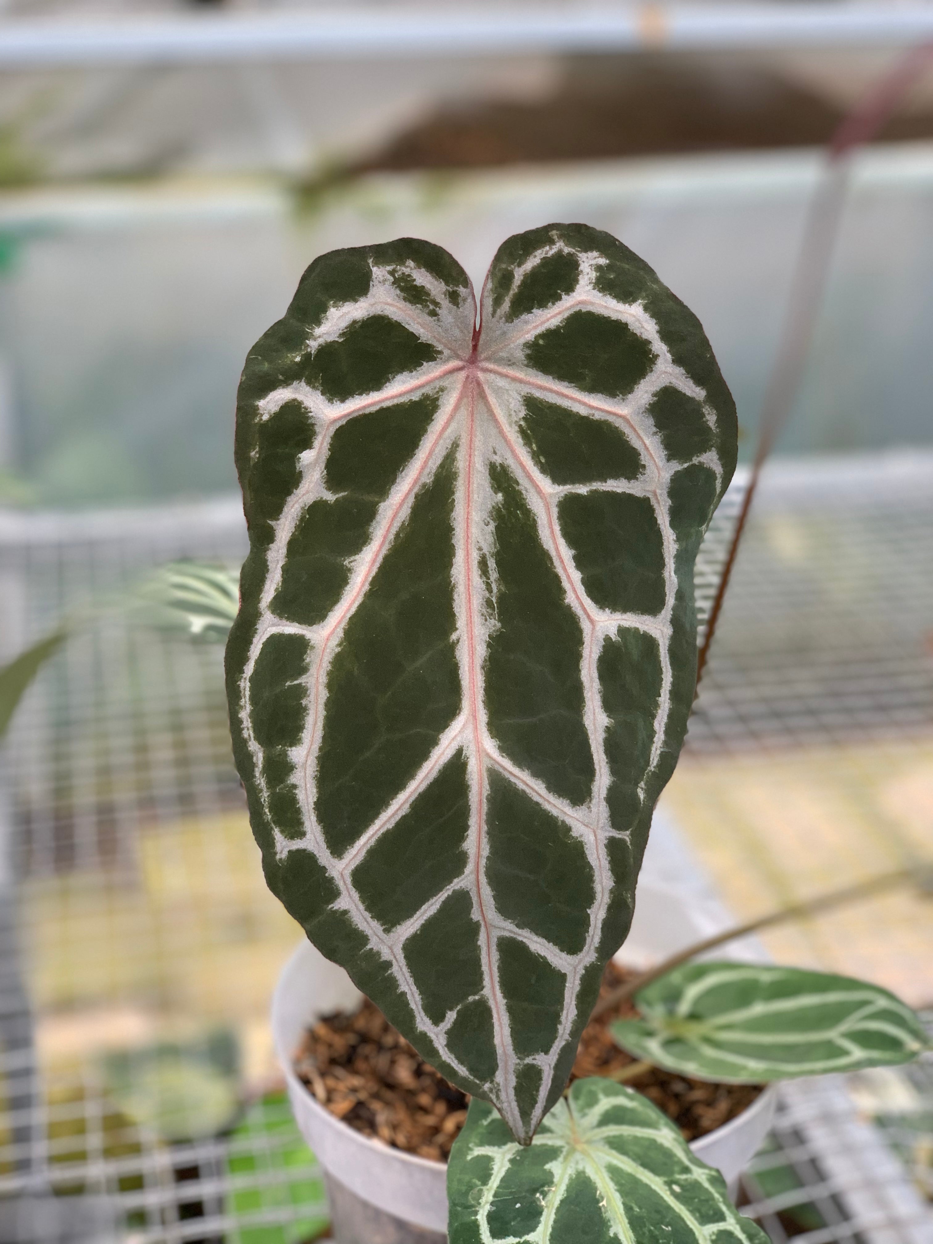 RP8-5 Anthurium Zara Michelle x Black Venom