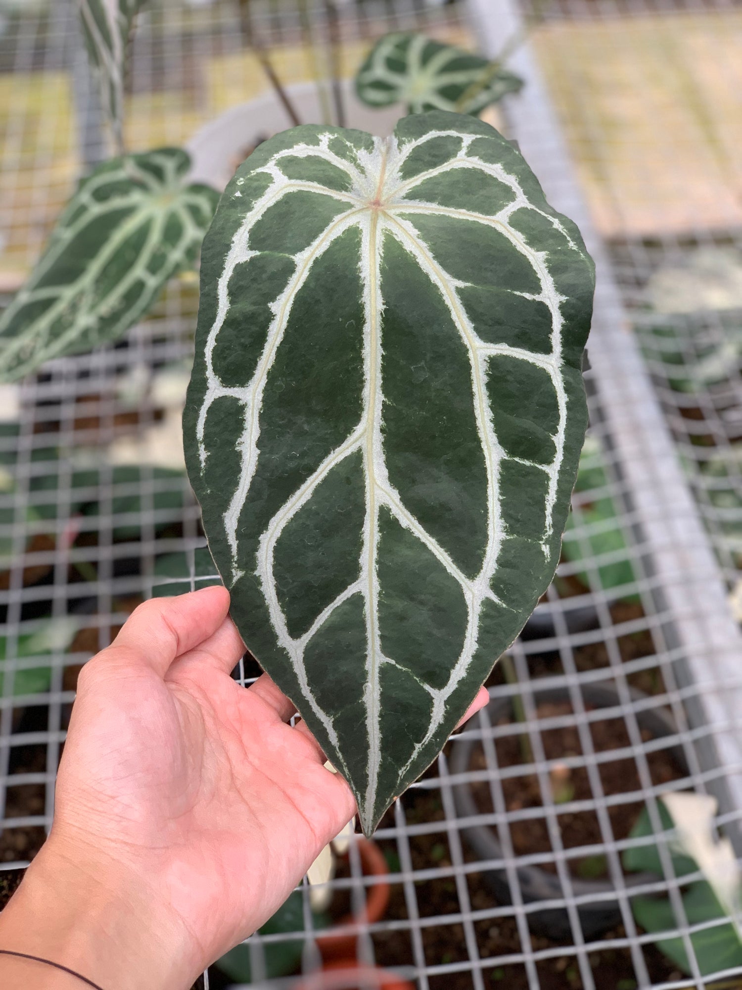 RP8-5 Anthurium Zara Michelle x Black Venom