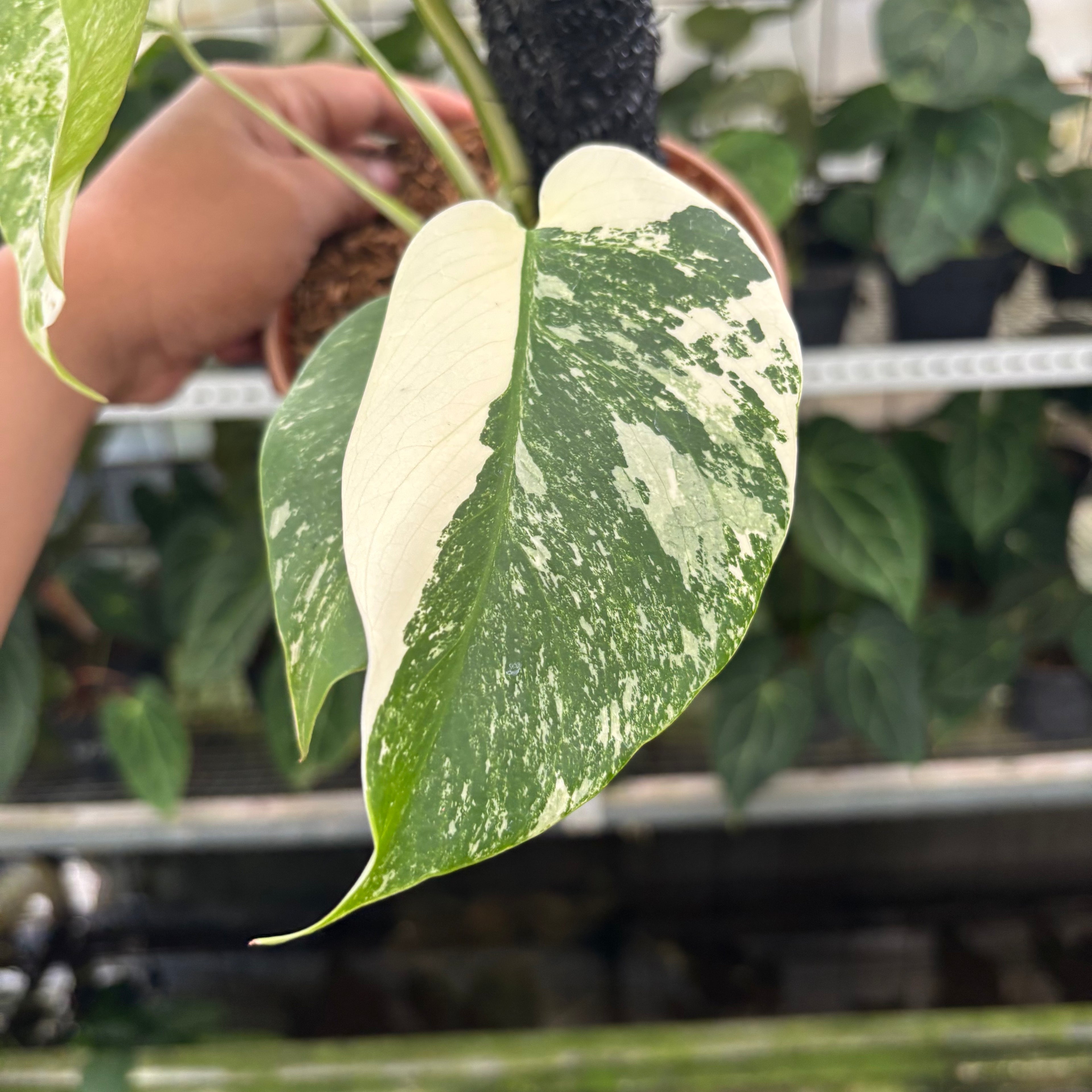 RP21-12 Monstera Albo Variegated