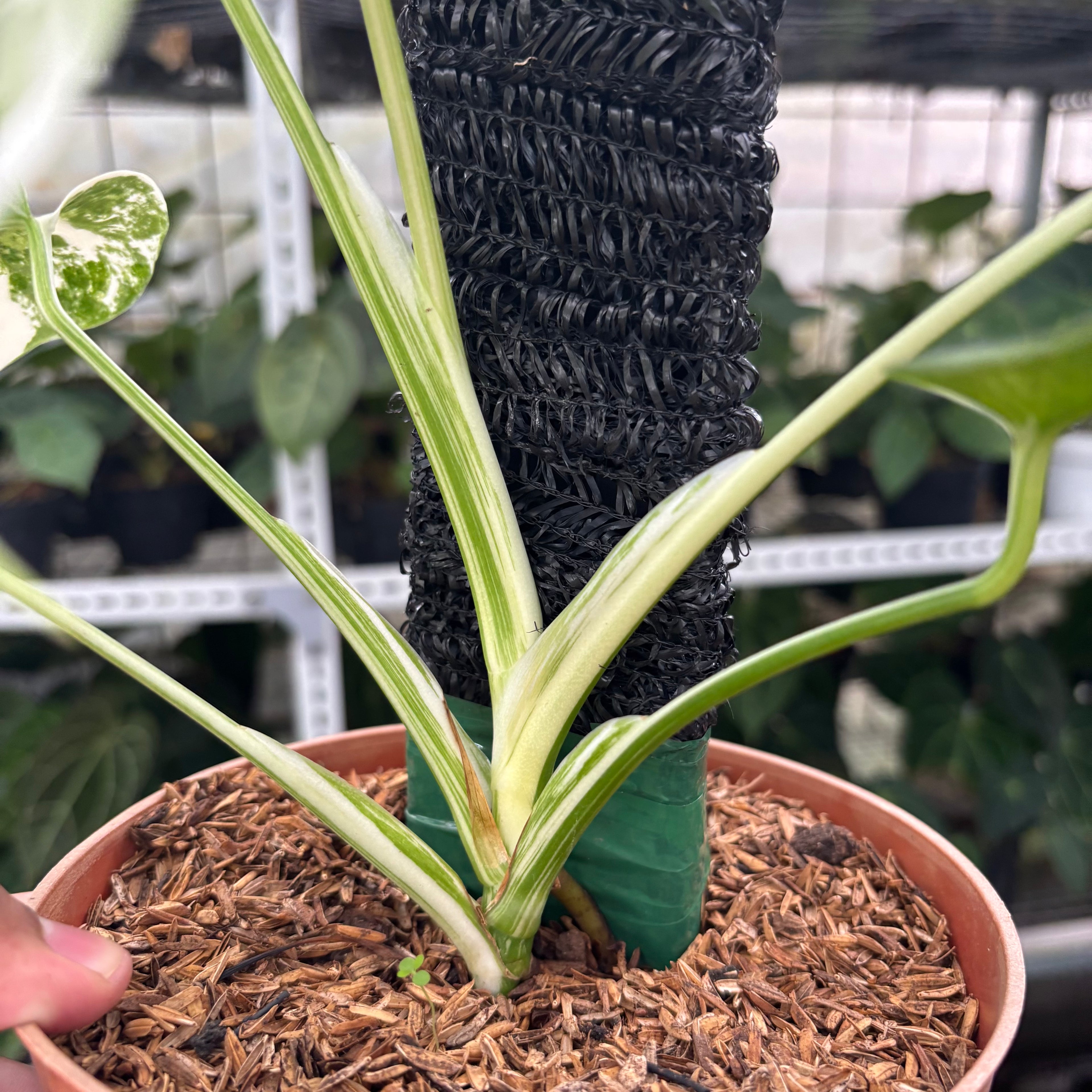 RP21-12 Monstera Albo Variegated