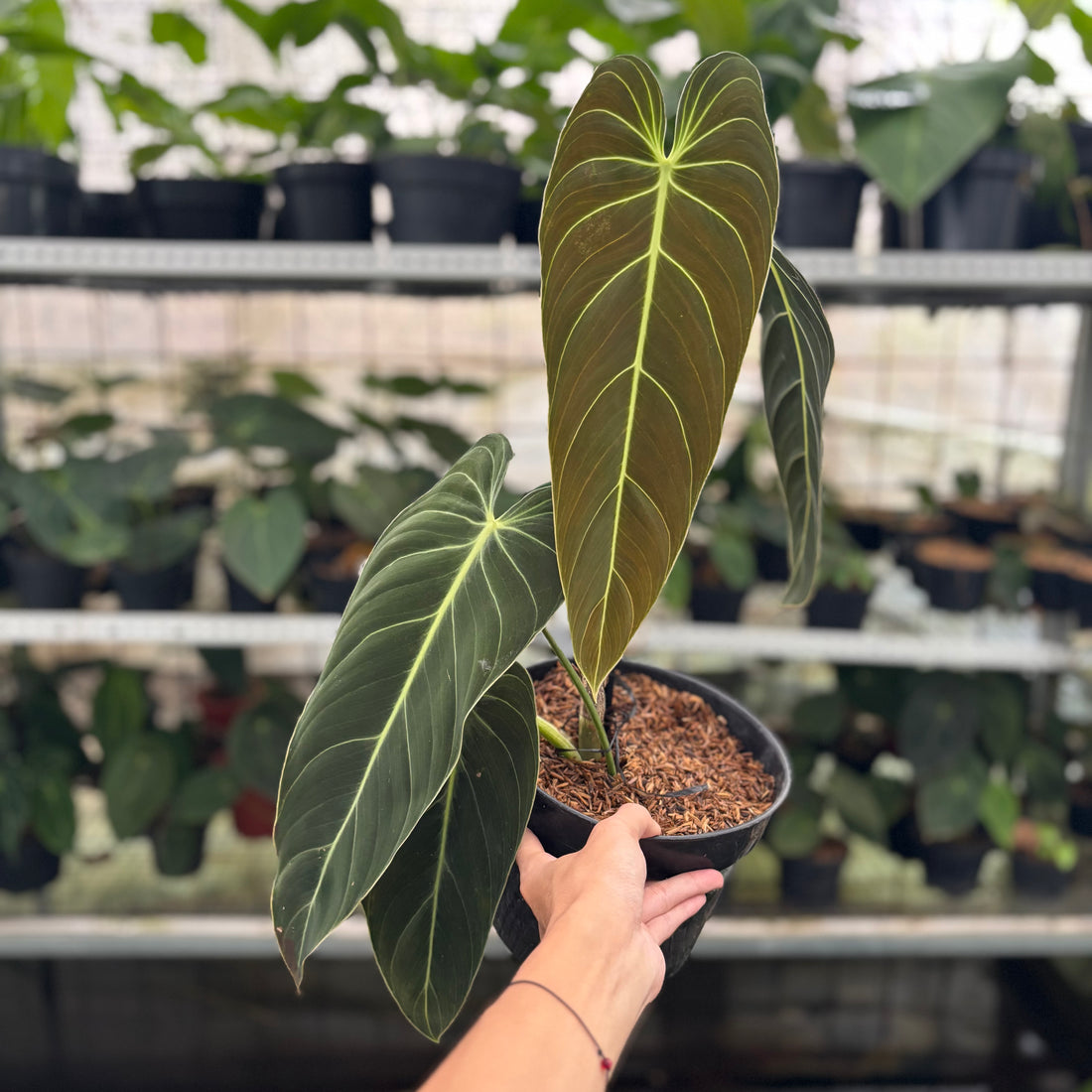 RP22-12	Philodendron Melanochrysum Medium
