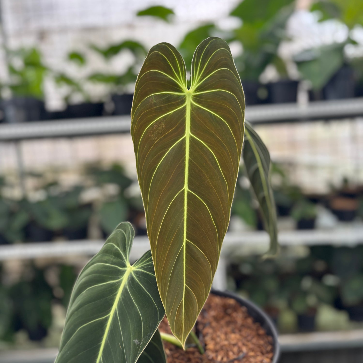 RP22-12	Philodendron Melanochrysum Medium