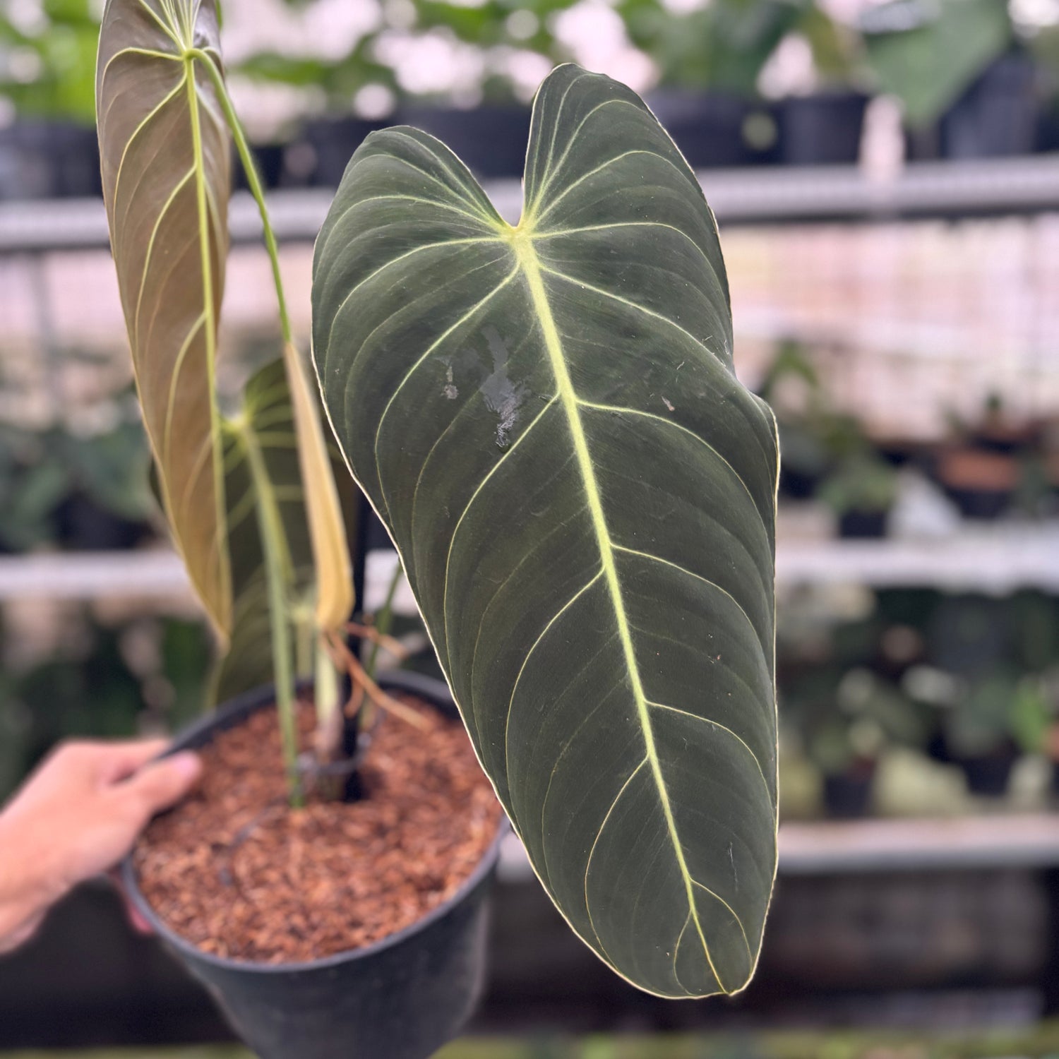 RP22-12	Philodendron Melanochrysum Medium