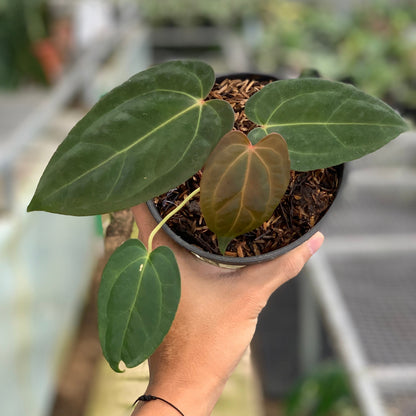 RP9-5 Anthurium Portilae x Fortsherman