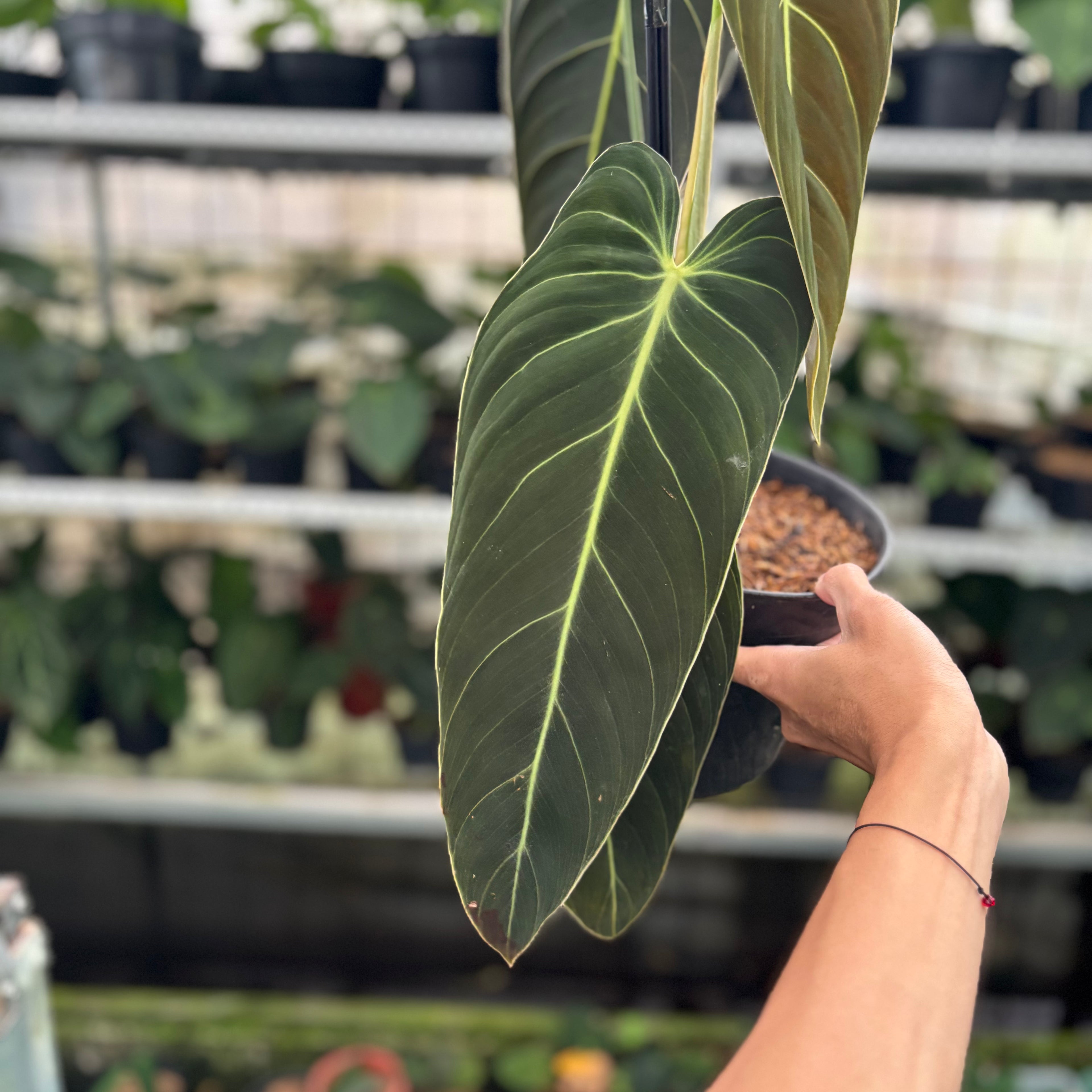 RP22-12	Philodendron Melanochrysum Medium