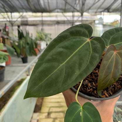 RP9-5 Anthurium Portilae x Fortsherman