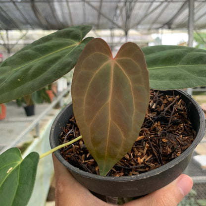 RP9-5 Anthurium Portilae x Fortsherman