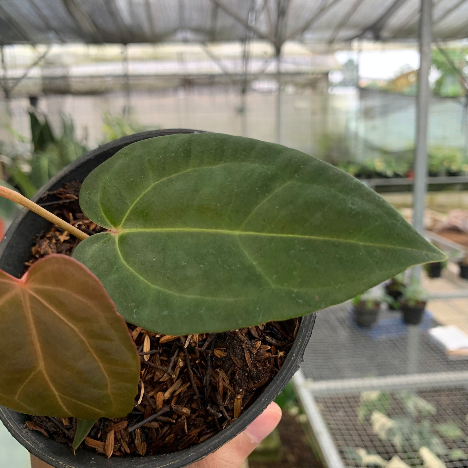 RP9-5 Anthurium Portilae x Fortsherman