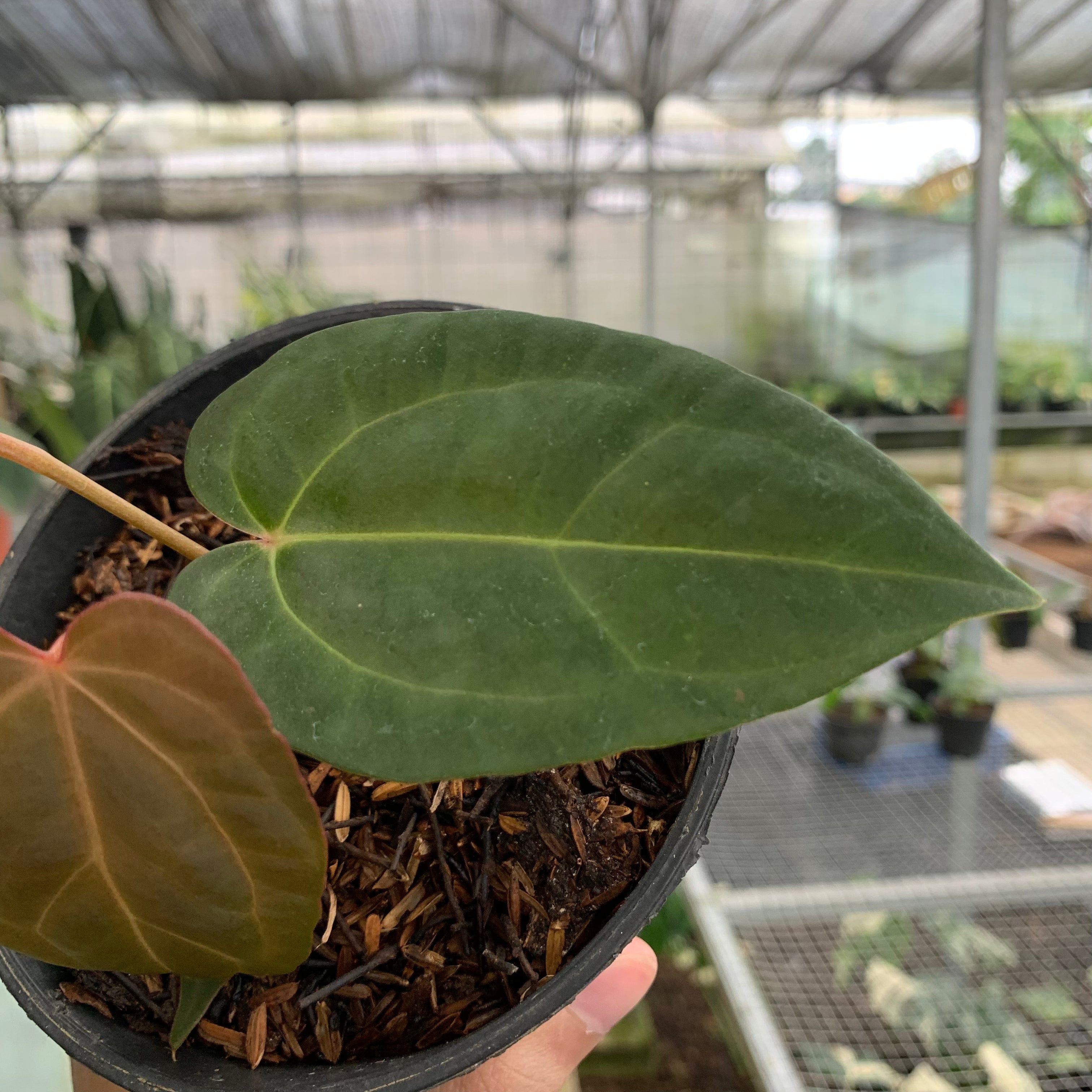 RP9-5 Anthurium Portilae x Fortsherman