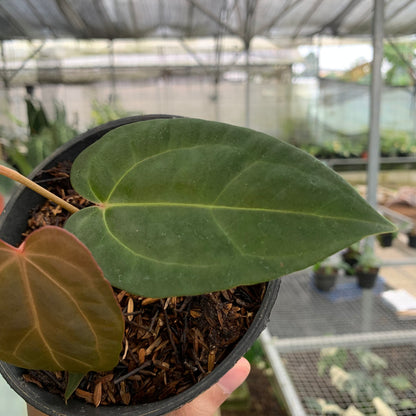 RP9-5 Anthurium Portilae x Fortsherman