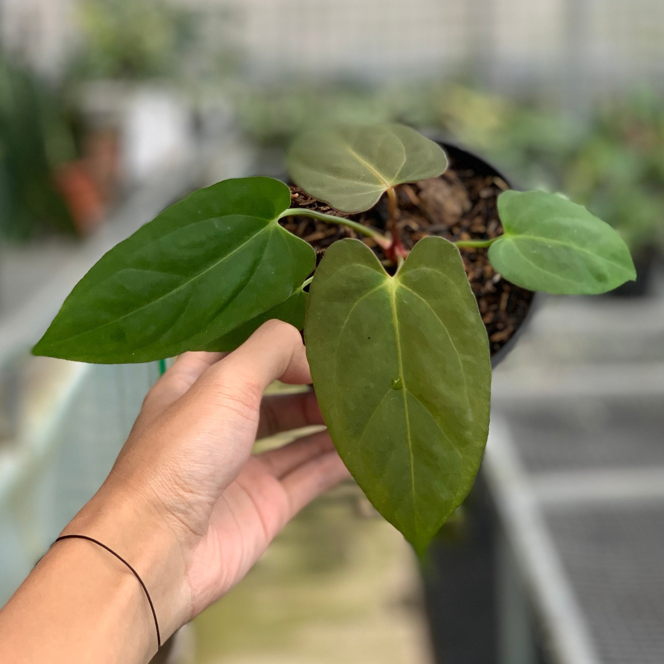 RP10-5 Anthurium Papillilaminum Fortsherman Narrow
