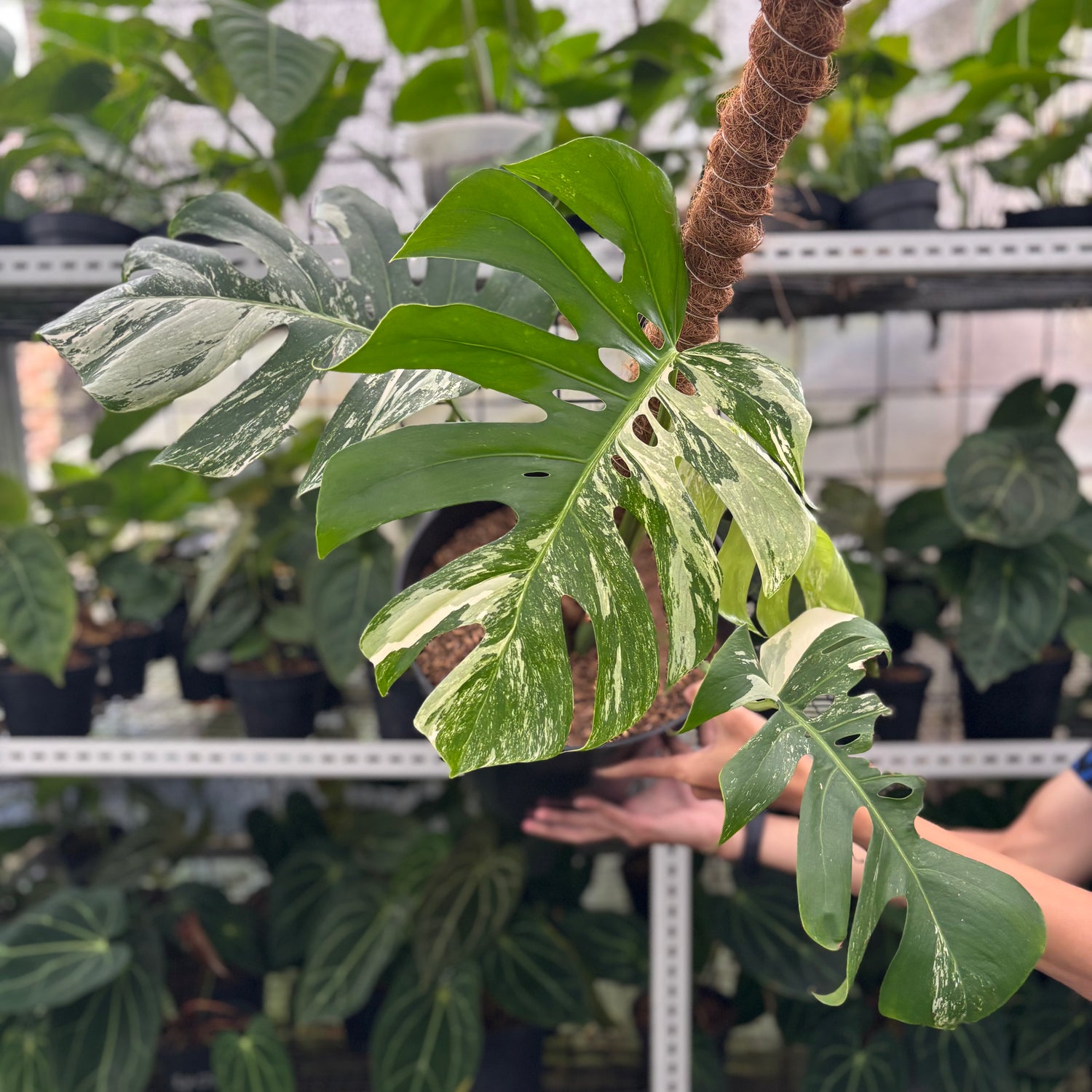 RP23-12 Monstera Albo Variegated