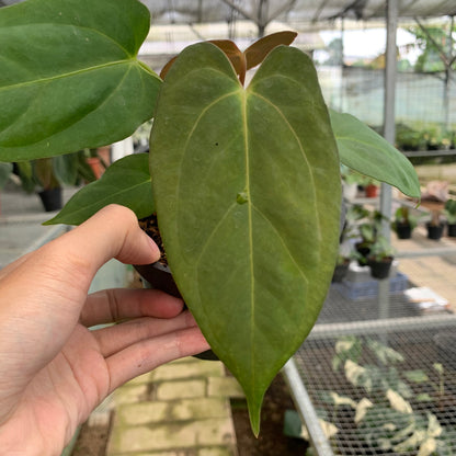 RP10-5 Anthurium Papillilaminum Fortsherman Narrow