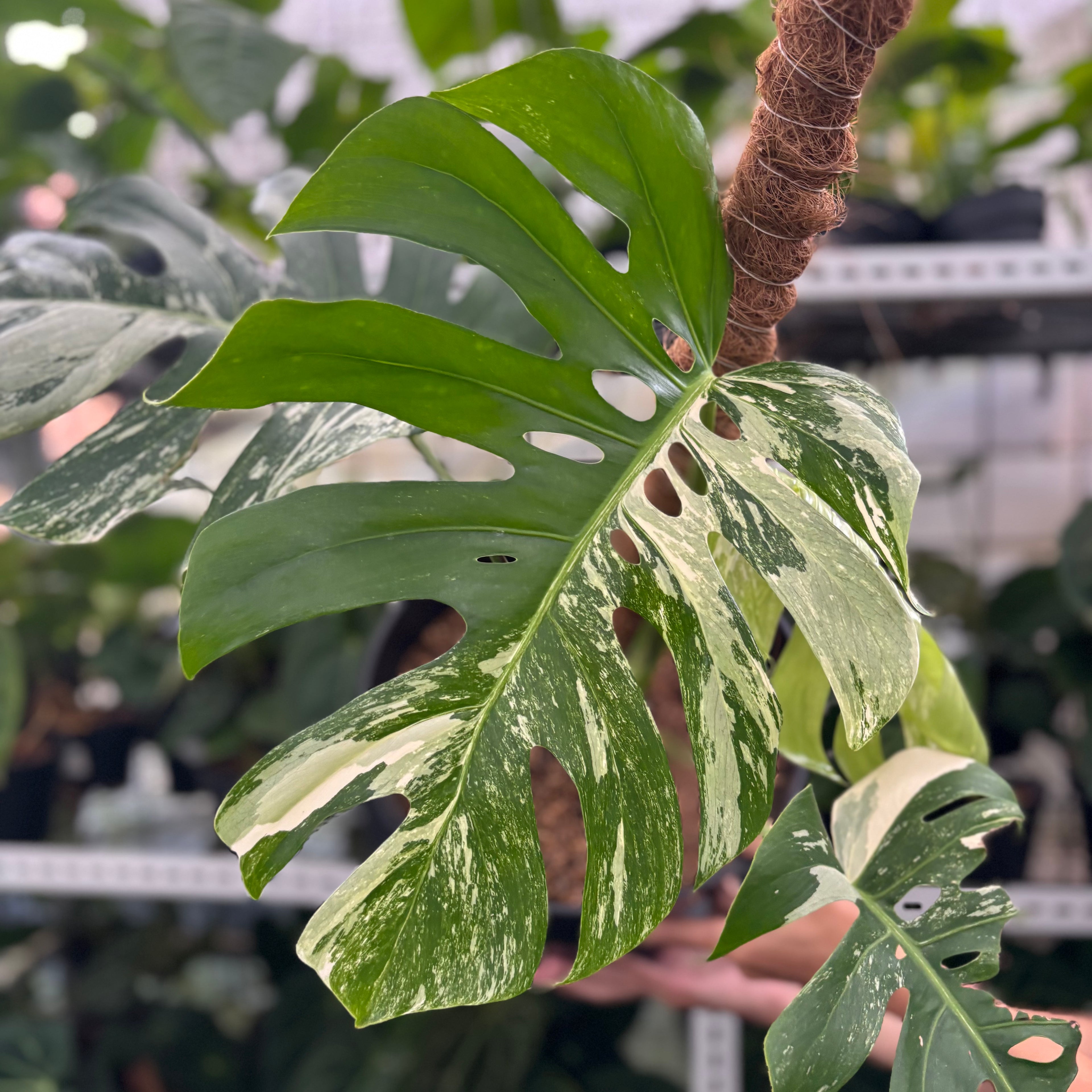 RP23-12 Monstera Albo Variegated