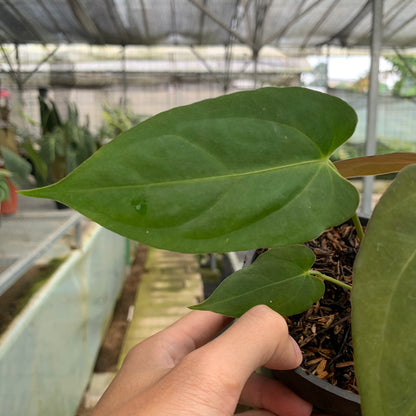 RP10-5 Anthurium Papillilaminum Fortsherman Narrow