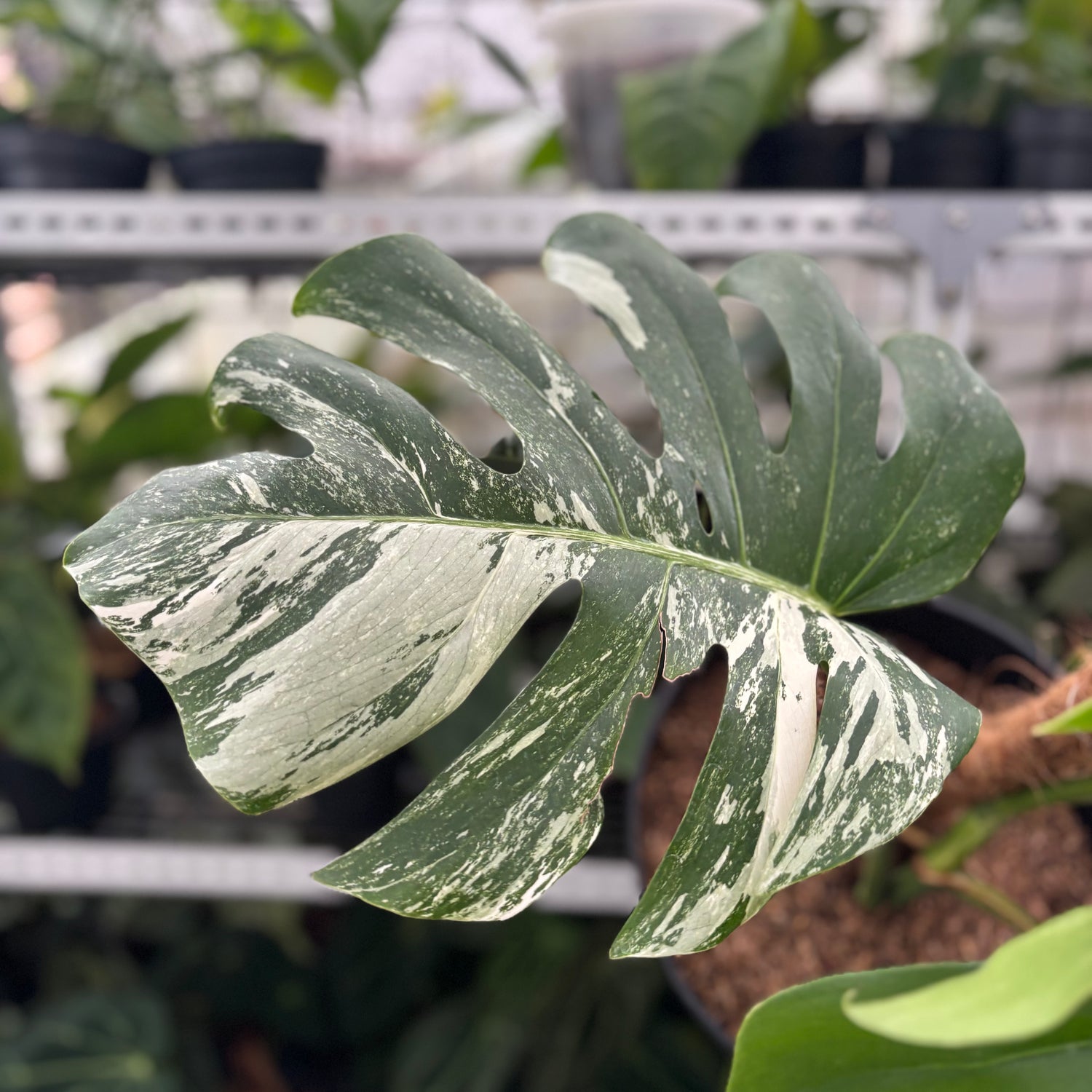 RP23-12 Monstera Albo Variegated