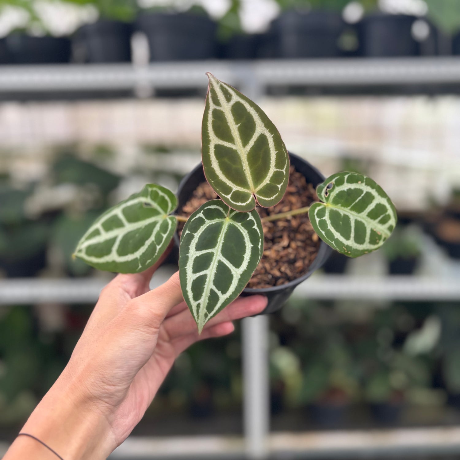 RP24-12 Anthurium Red Crystallinum