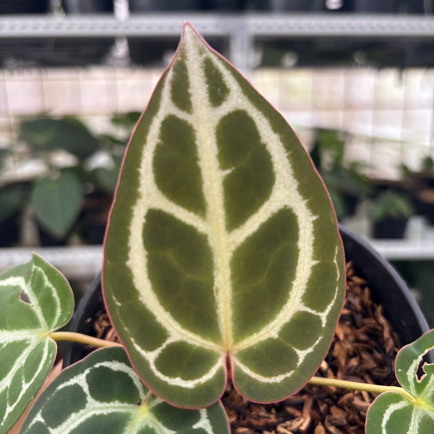 RP24-12 Anthurium Red Crystallinum