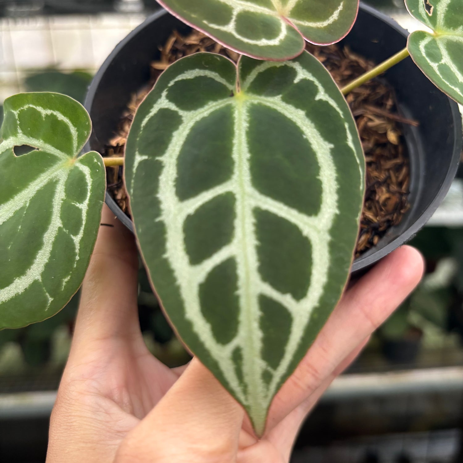 RP24-12 Anthurium Red Crystallinum