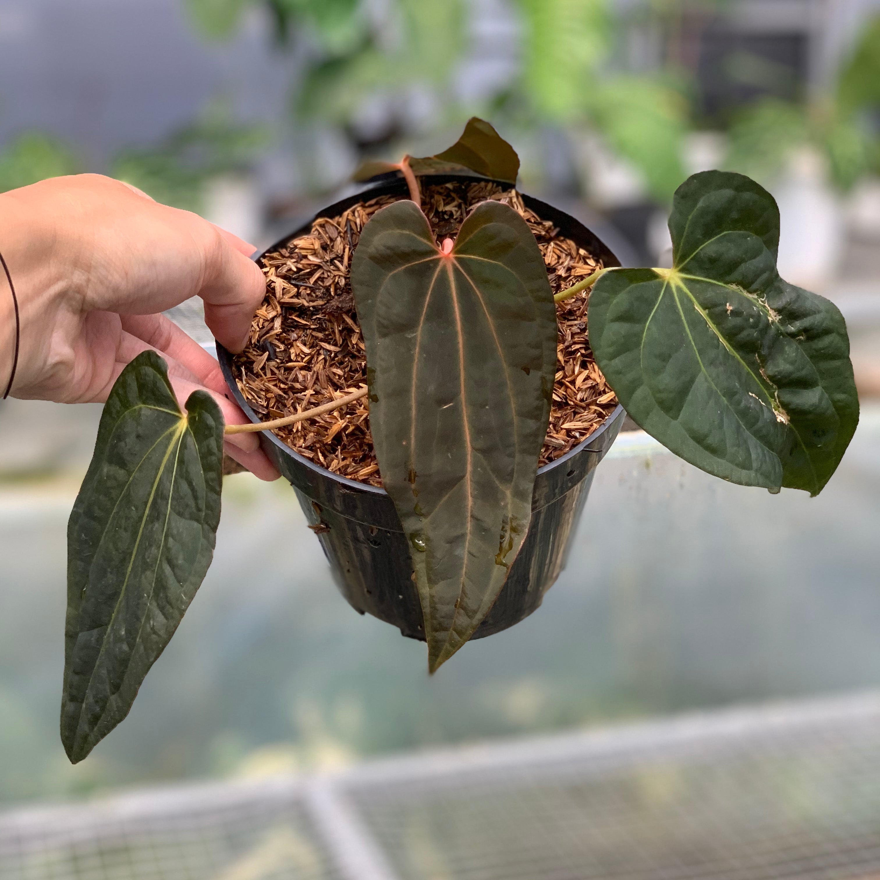 RP12-5 Anthurium Papilillaminum Red Narrow