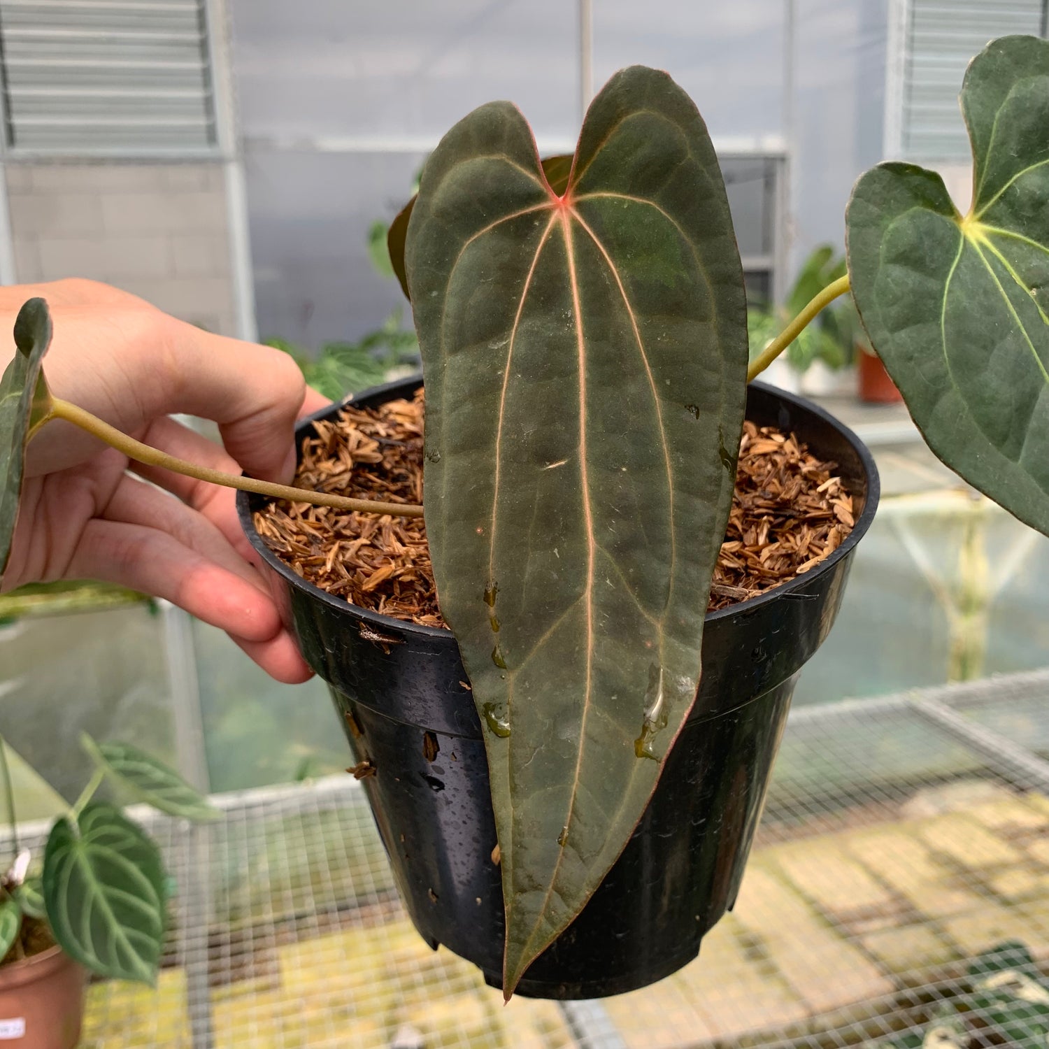 RP12-5 Anthurium Papilillaminum Red Narrow