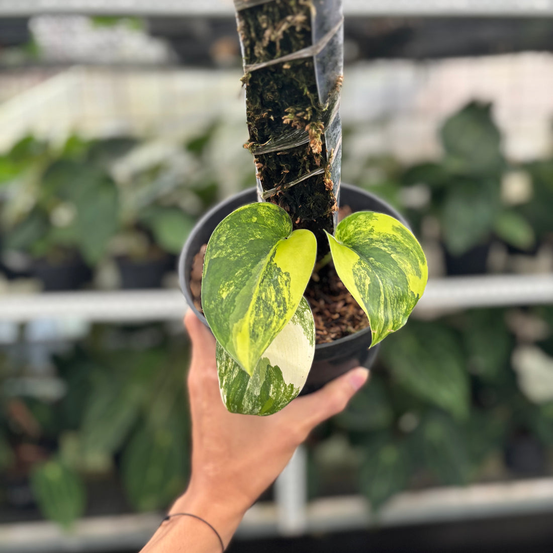 RP25-12 Scindapsus Jade Satin Aurea