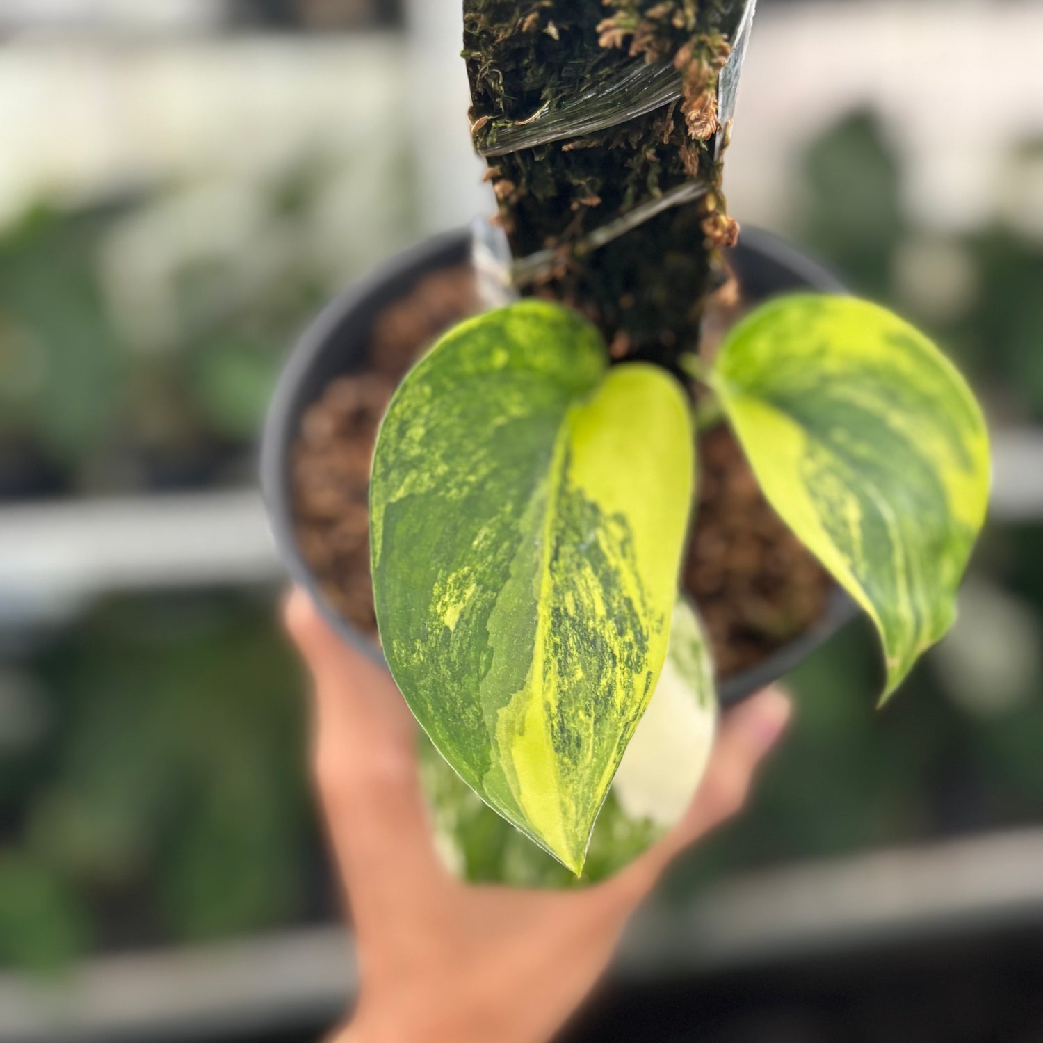 RP25-12 Scindapsus Jade Satin Aurea