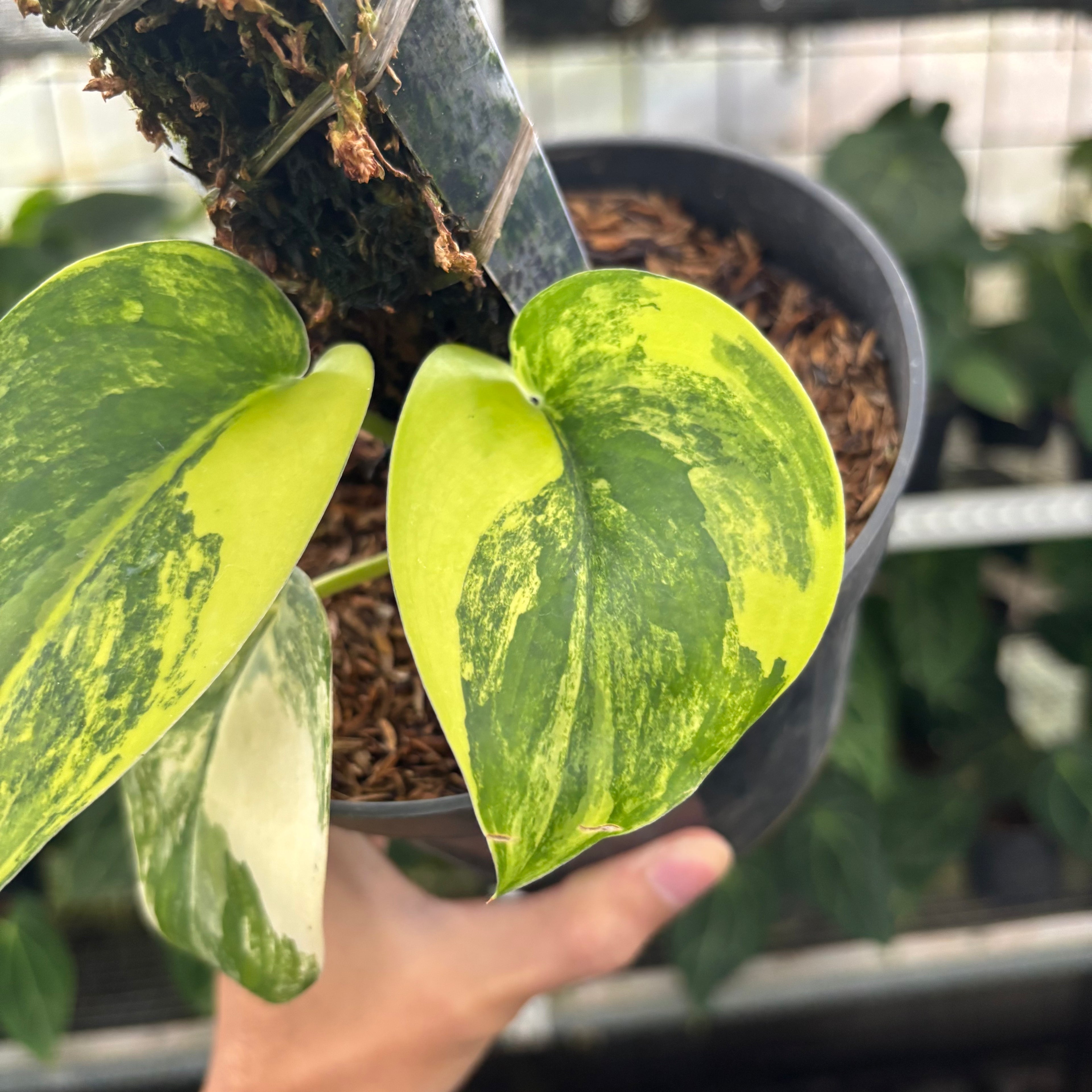 RP25-12 Scindapsus Jade Satin Aurea