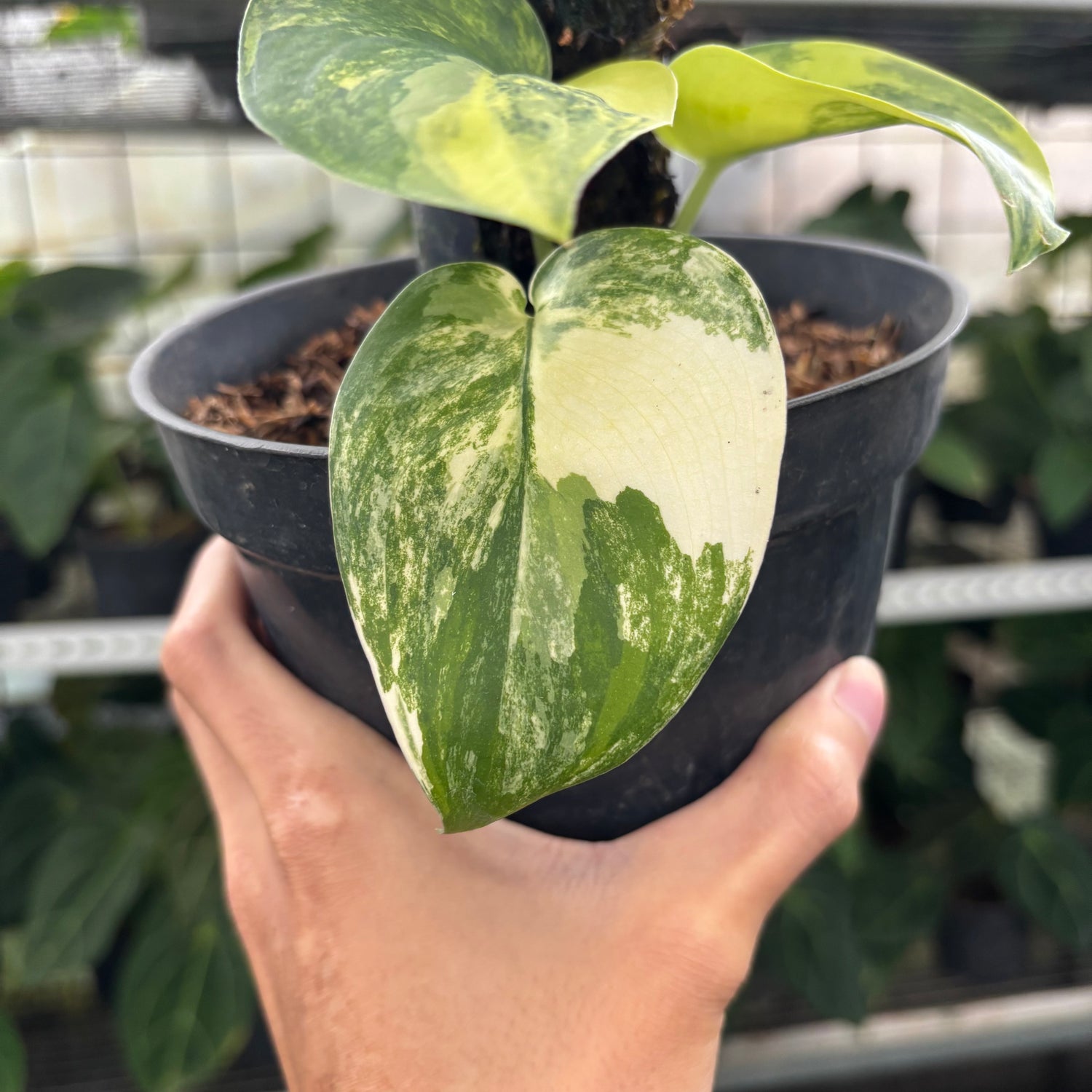 RP25-12 Scindapsus Jade Satin Aurea