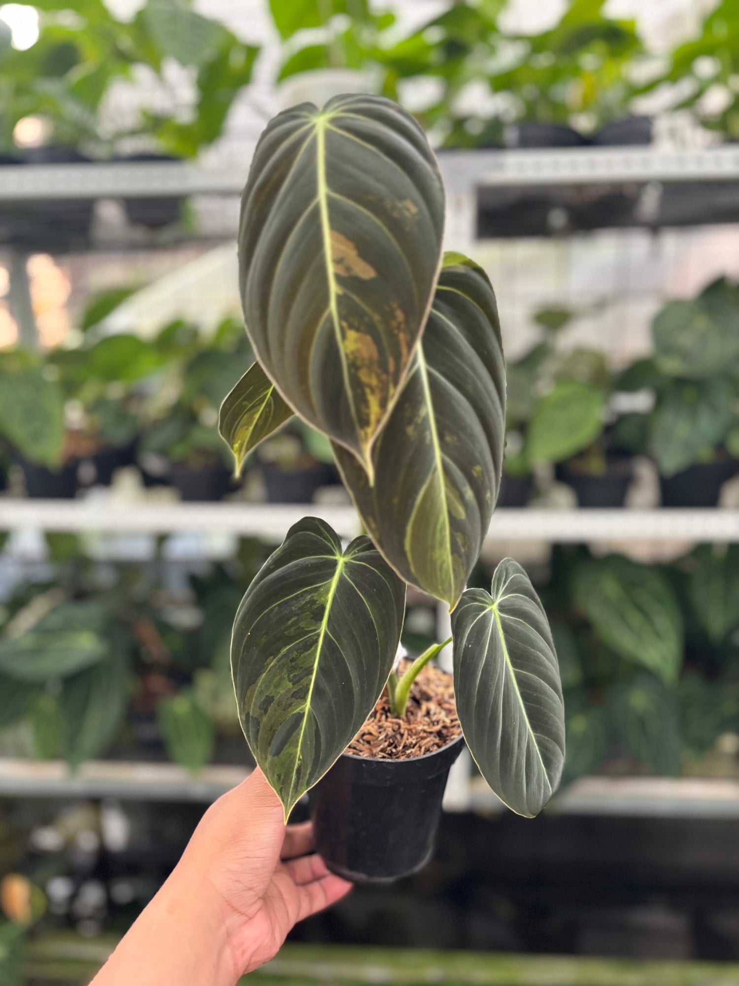 RP26-12 Philodendron Melanochrysum Variegated