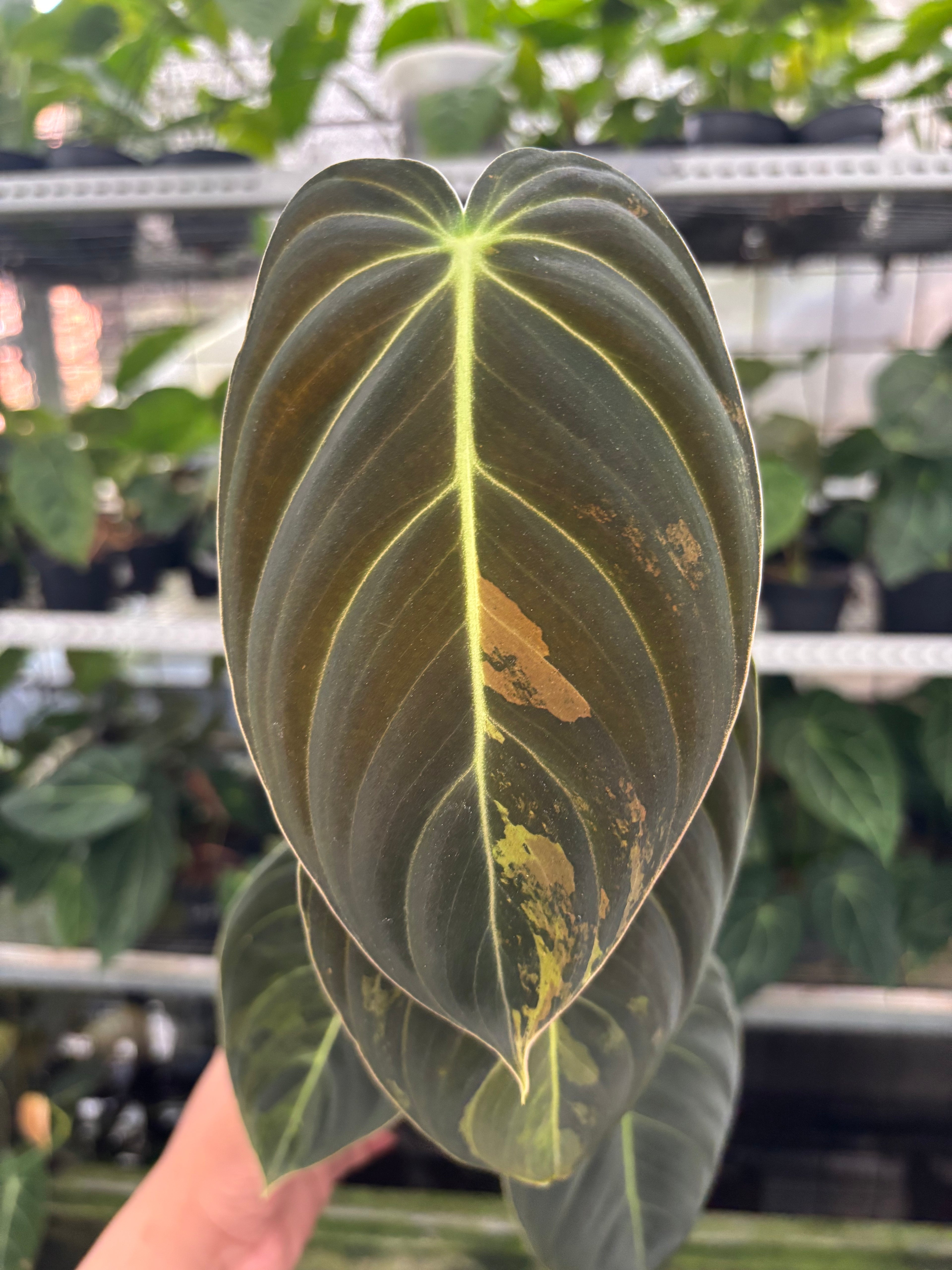 RP26-12 Philodendron Melanochrysum Variegated