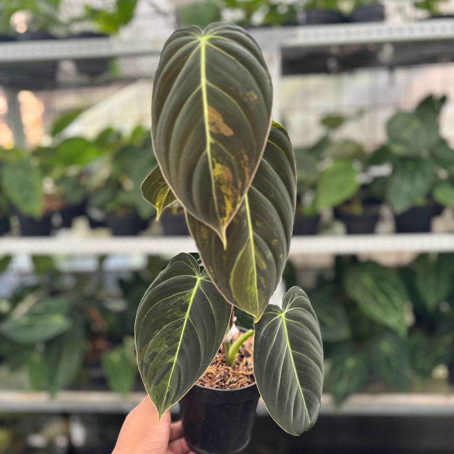 RP26-12 Philodendron Melanochrysum Variegated