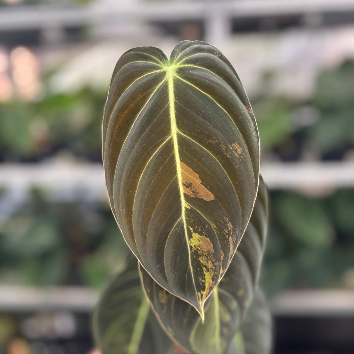 RP26-12 Philodendron Melanochrysum Variegated