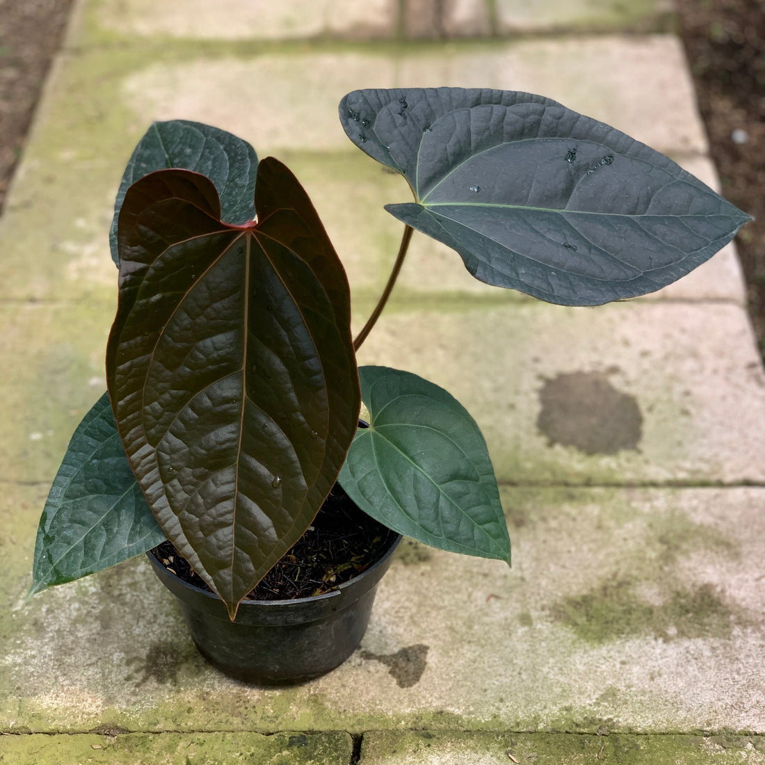 RP14-5 Anthurium Papilillaminum x Luxurian