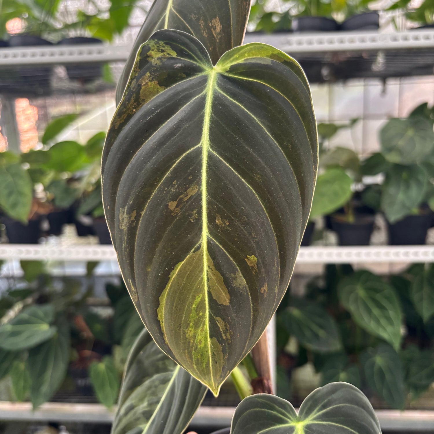 RP26-12 Philodendron Melanochrysum Variegated