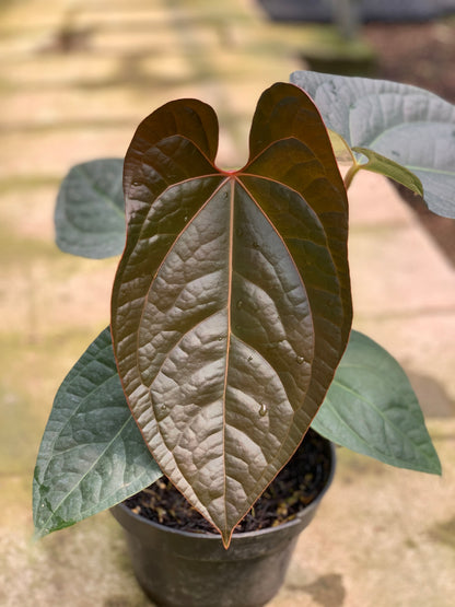 RP14-5 Anthurium Papilillaminum x Luxurian