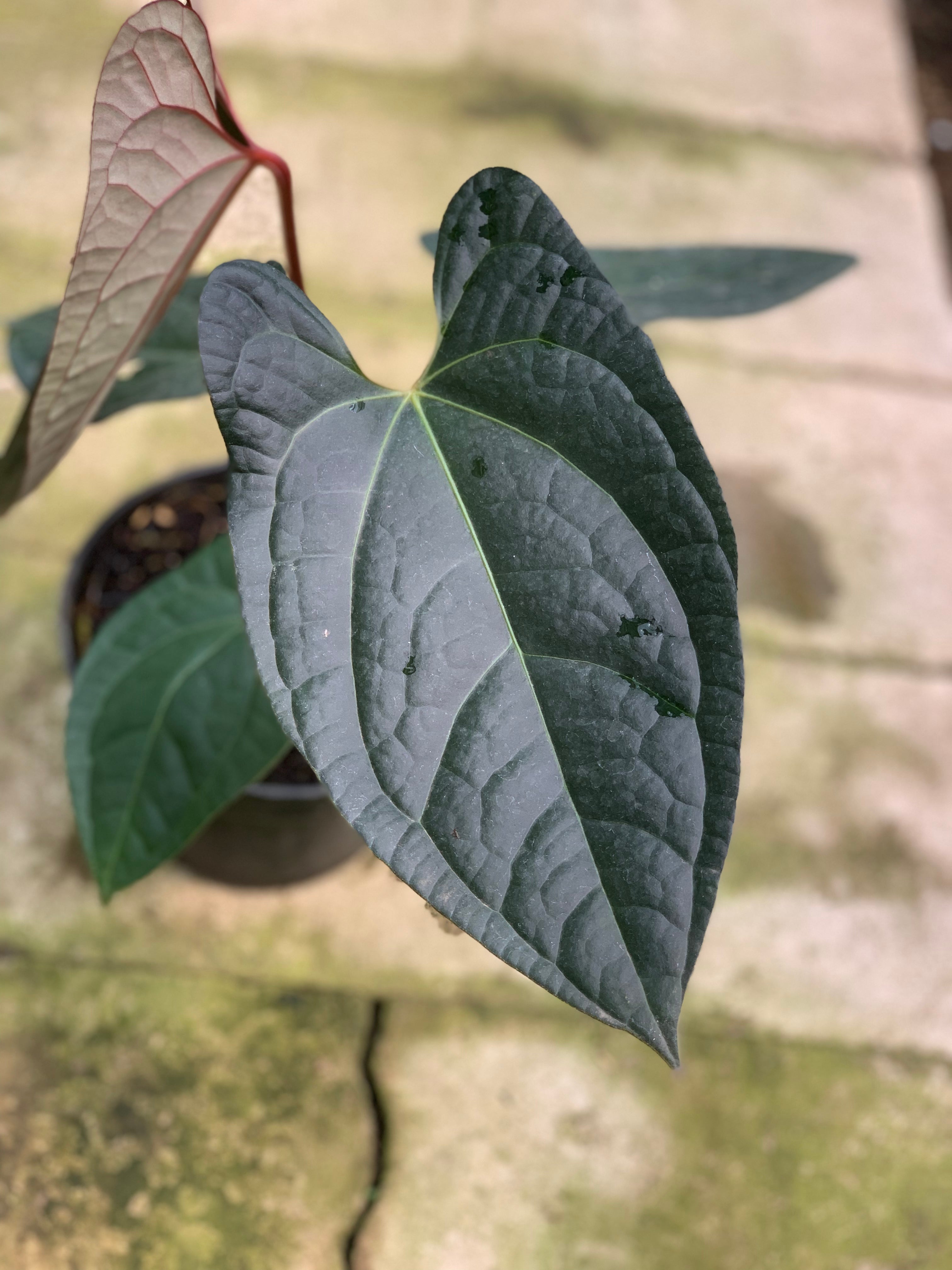 RP14-5 Anthurium Papilillaminum x Luxurian