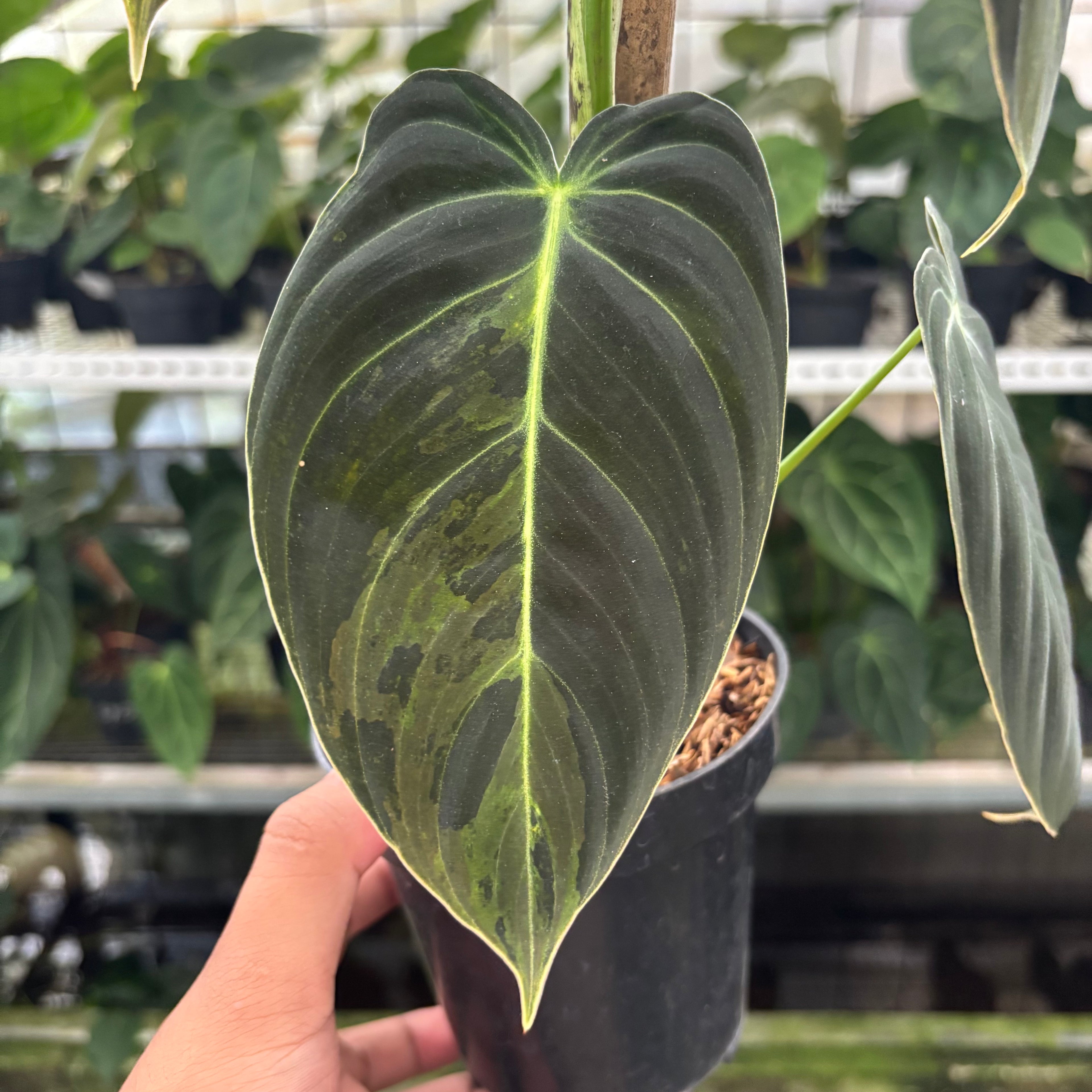 RP26-12 Philodendron Melanochrysum Variegated
