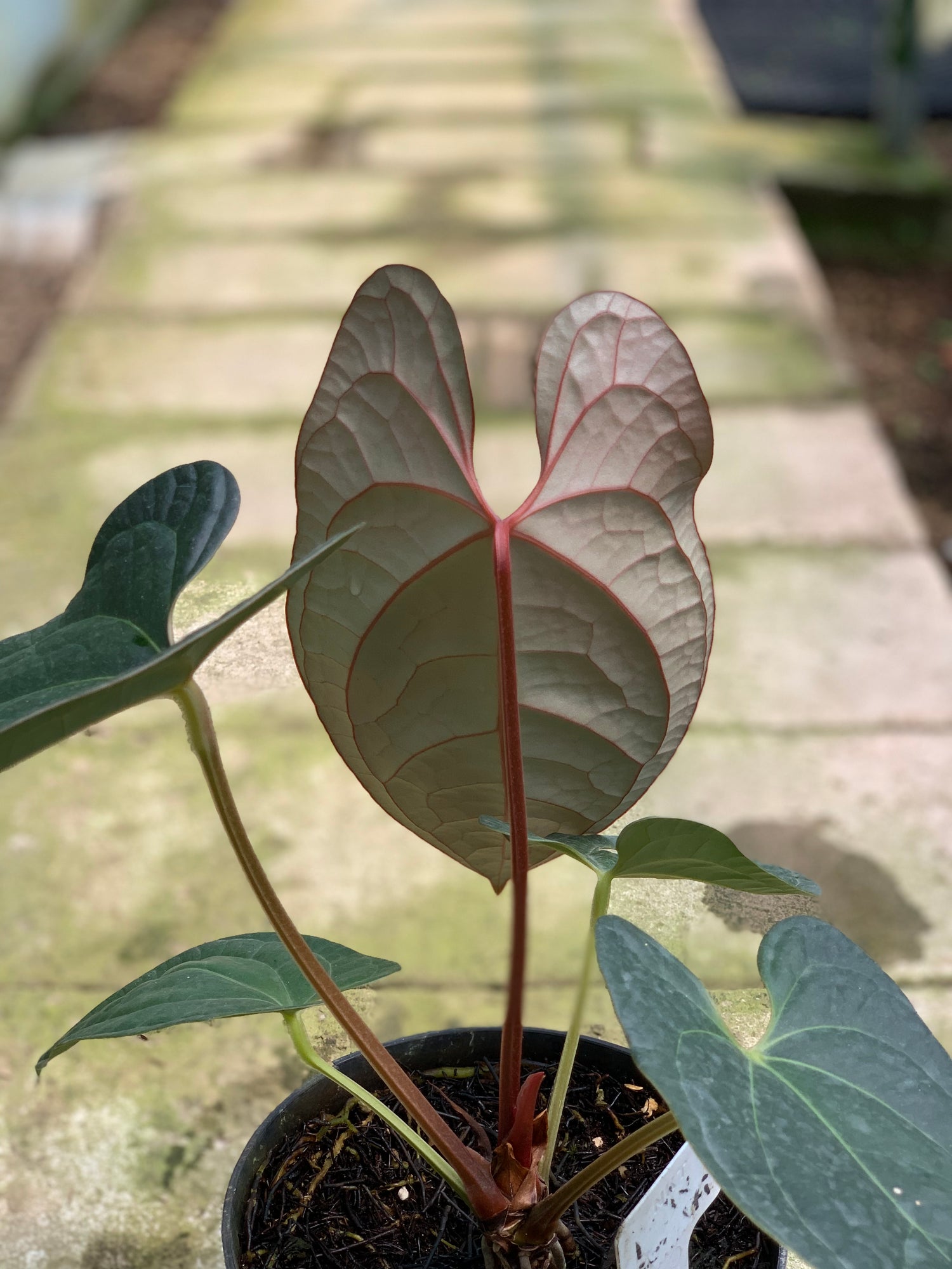 RP14-5 Anthurium Papilillaminum x Luxurian
