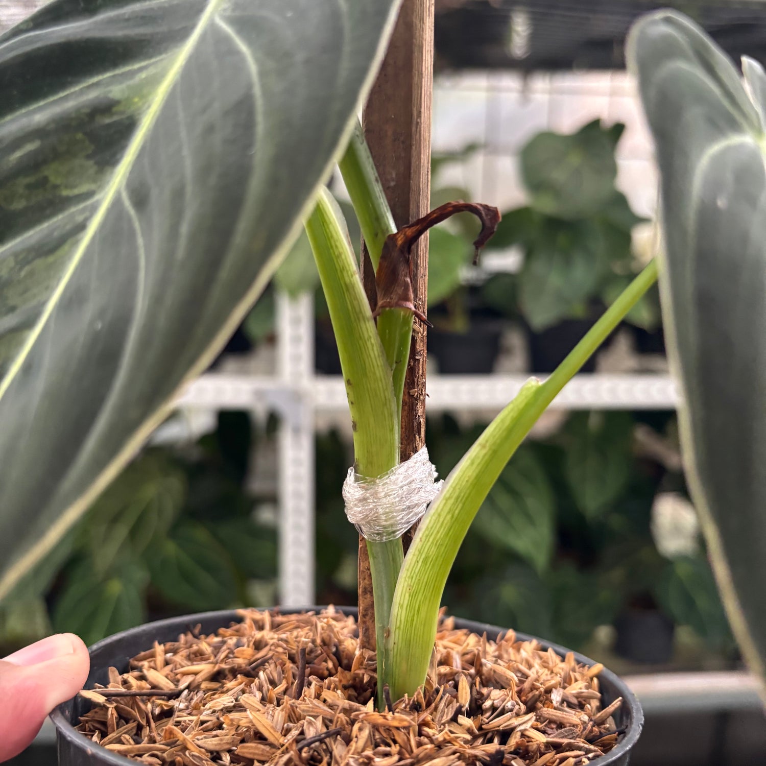 RP26-12 Philodendron Melanochrysum Variegated