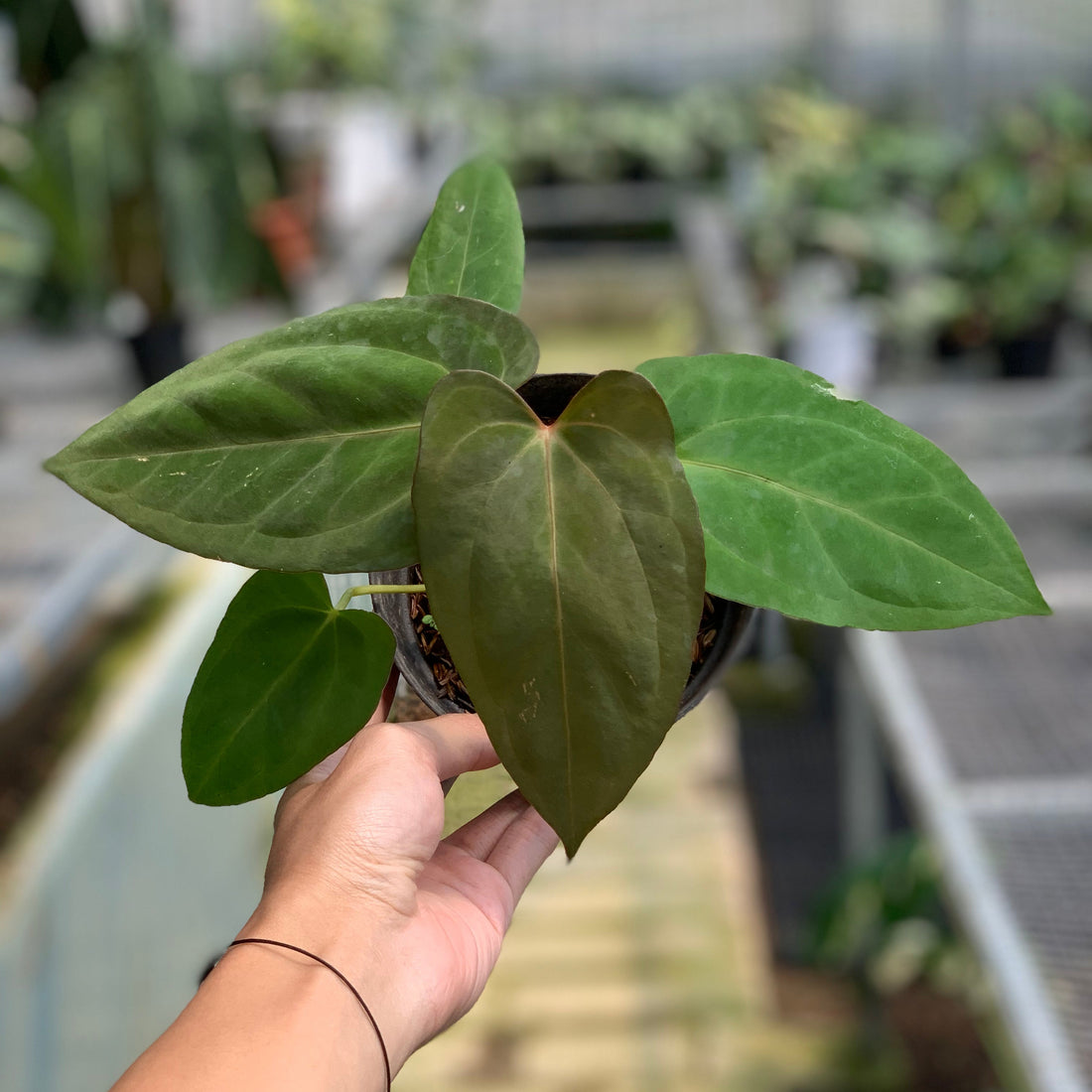 RP15-5 Anthurium Papilillaminum Fortsherman Narrow