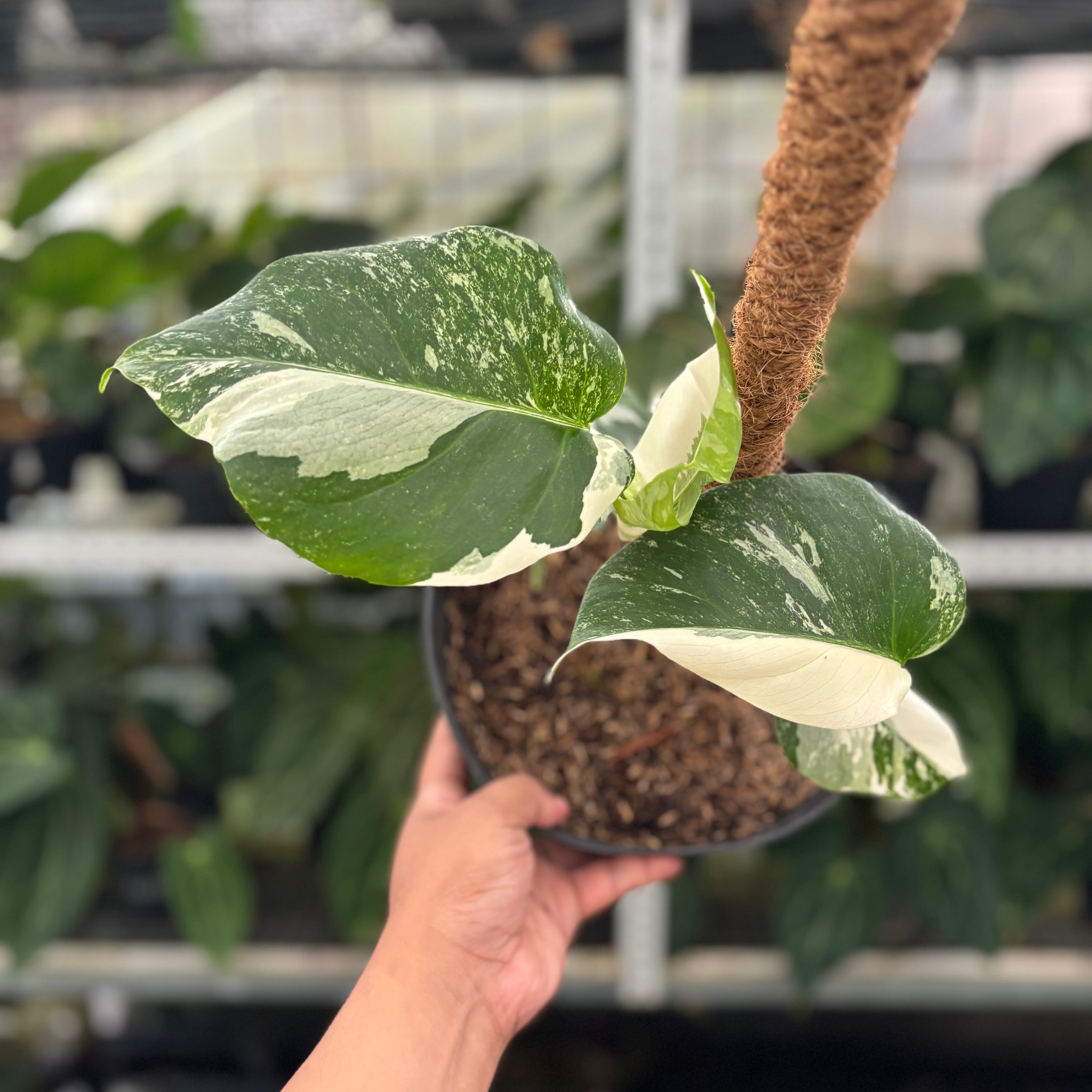 RP27-12 Monstera Albo Variegated