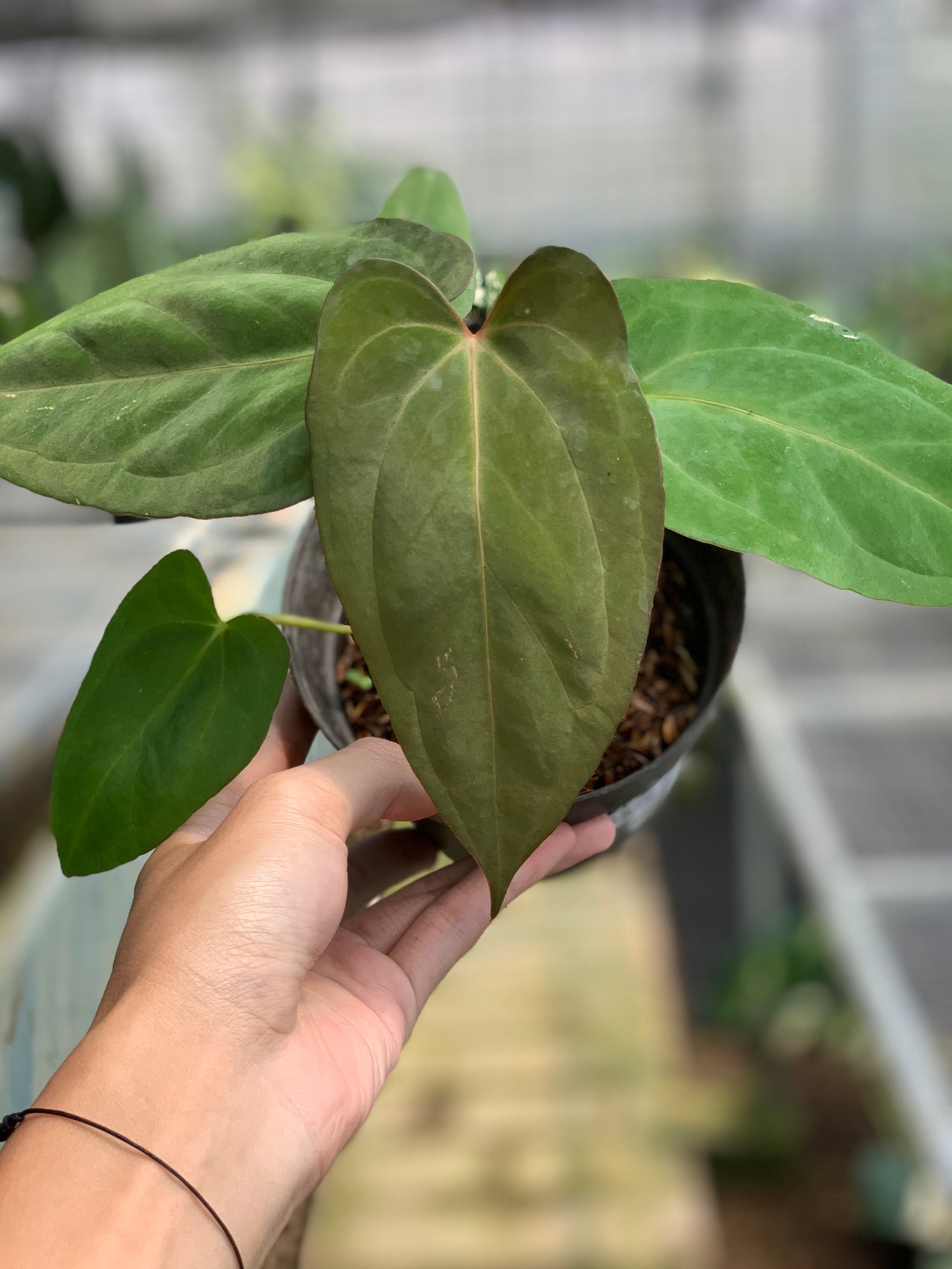 RP15-5 Anthurium Papilillaminum Fortsherman Narrow