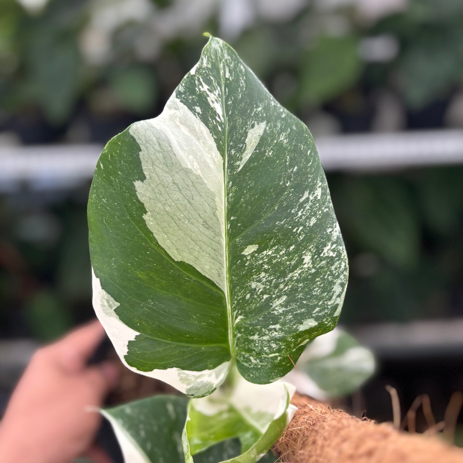 RP27-12 Monstera Albo Variegated