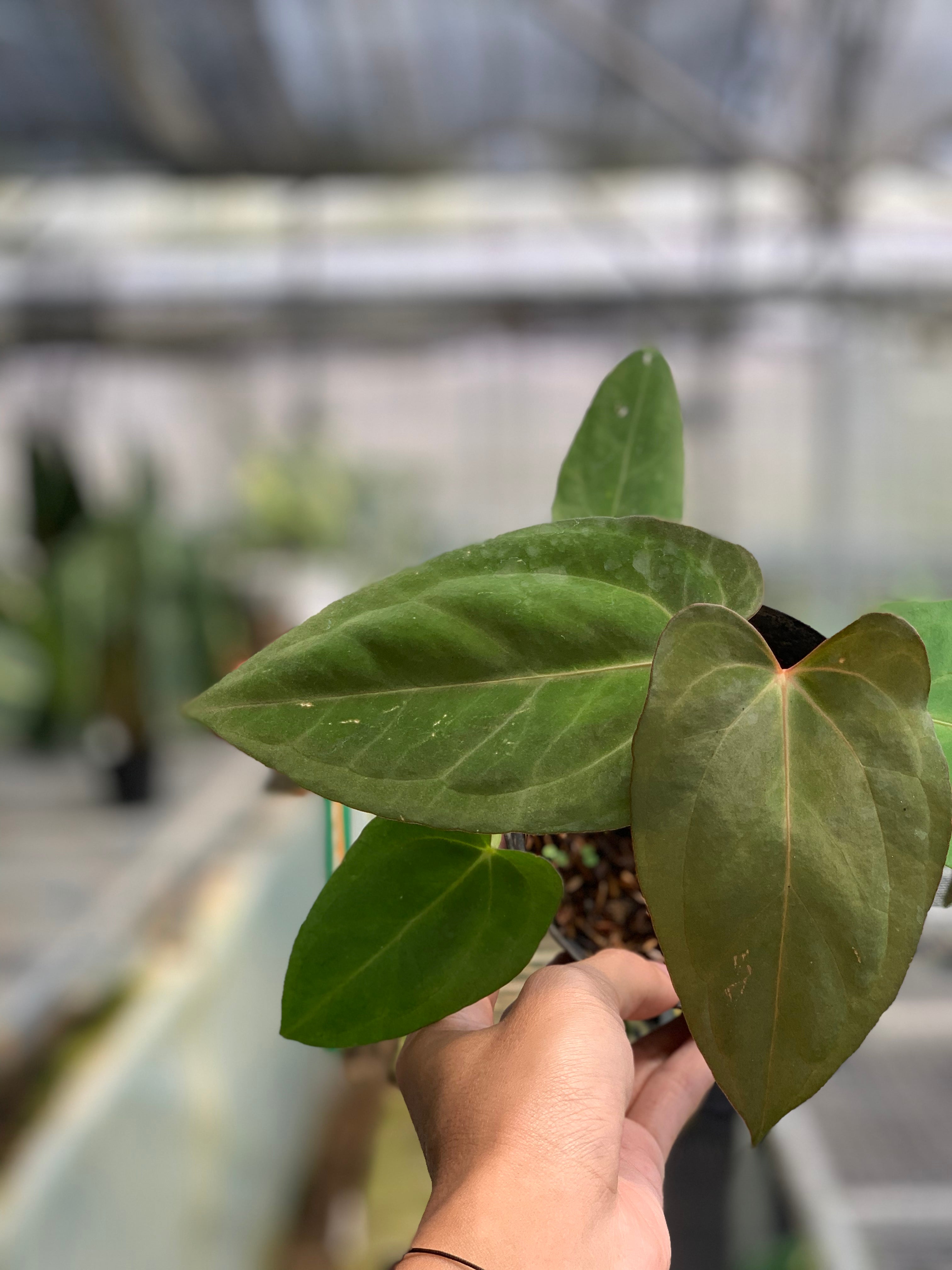 RP15-5 Anthurium Papilillaminum Fortsherman Narrow