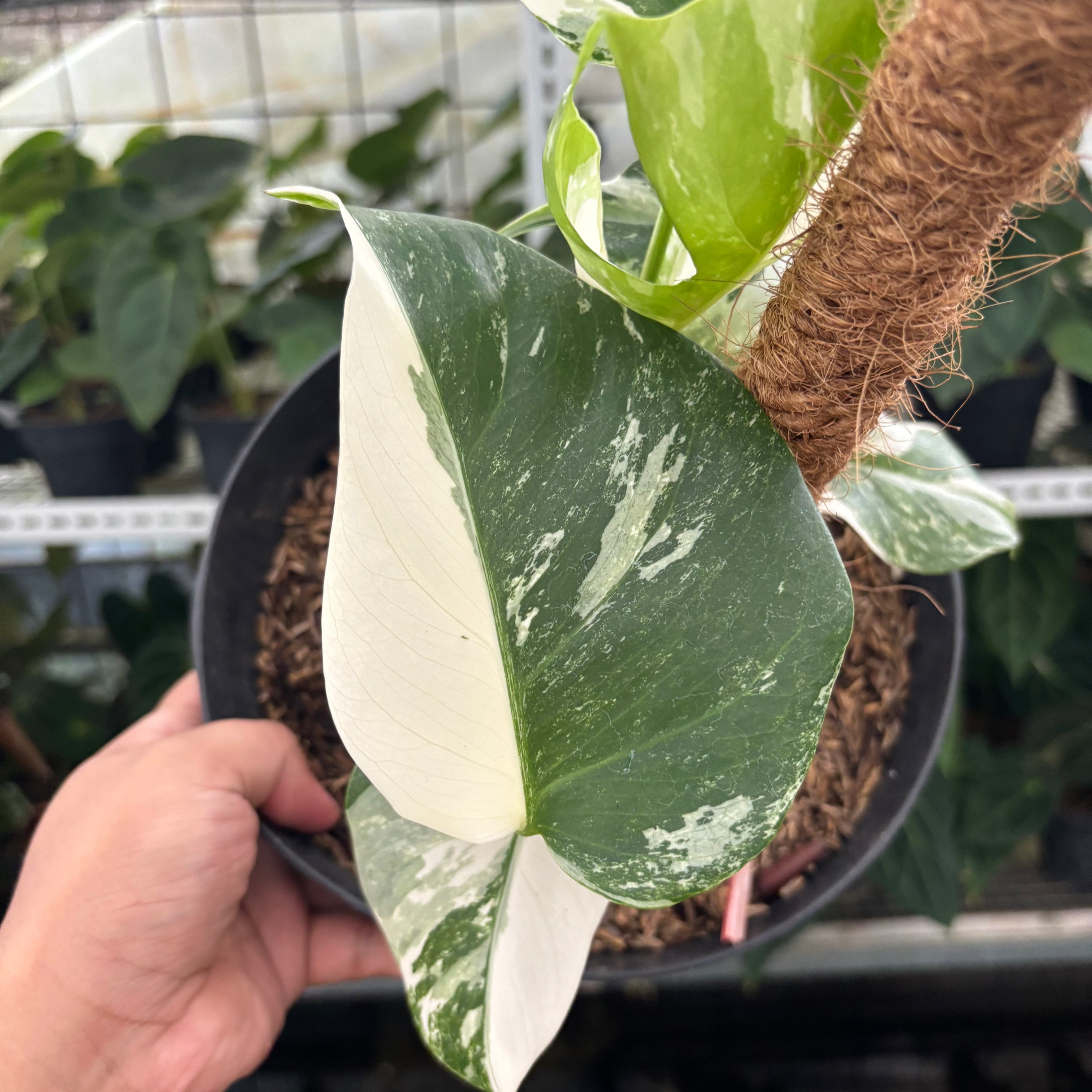RP27-12 Monstera Albo Variegated