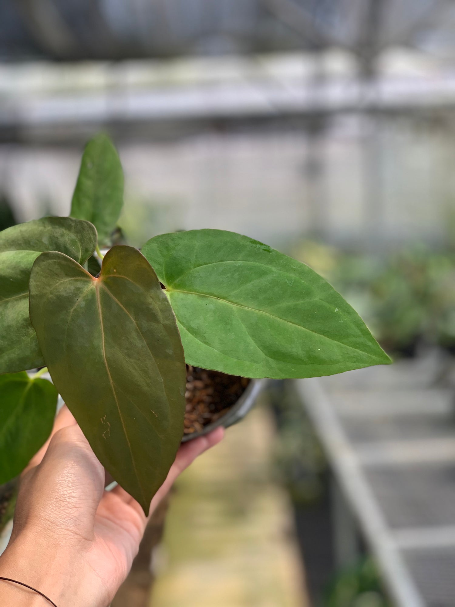 RP15-5 Anthurium Papilillaminum Fortsherman Narrow